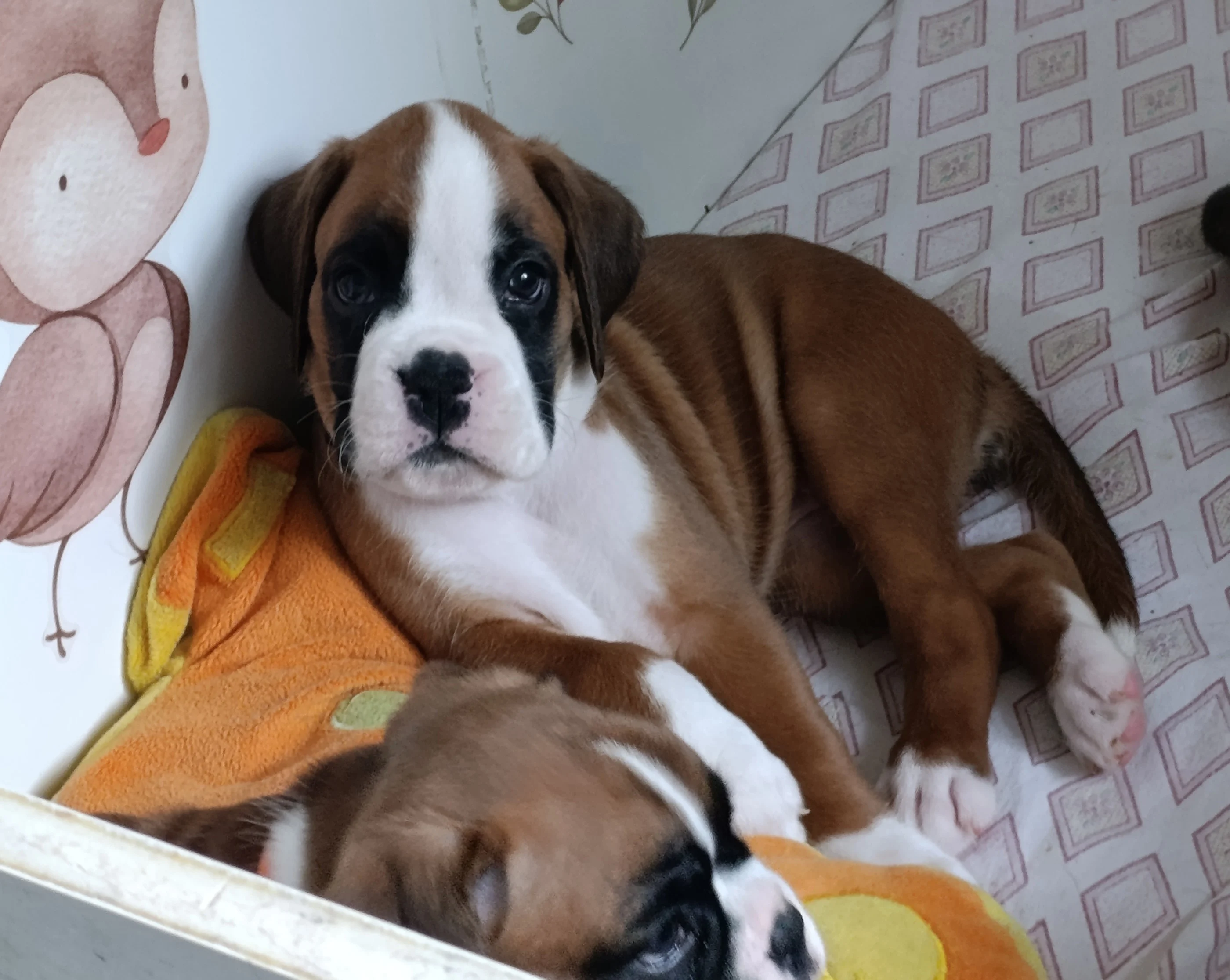 Blue, 39 jours