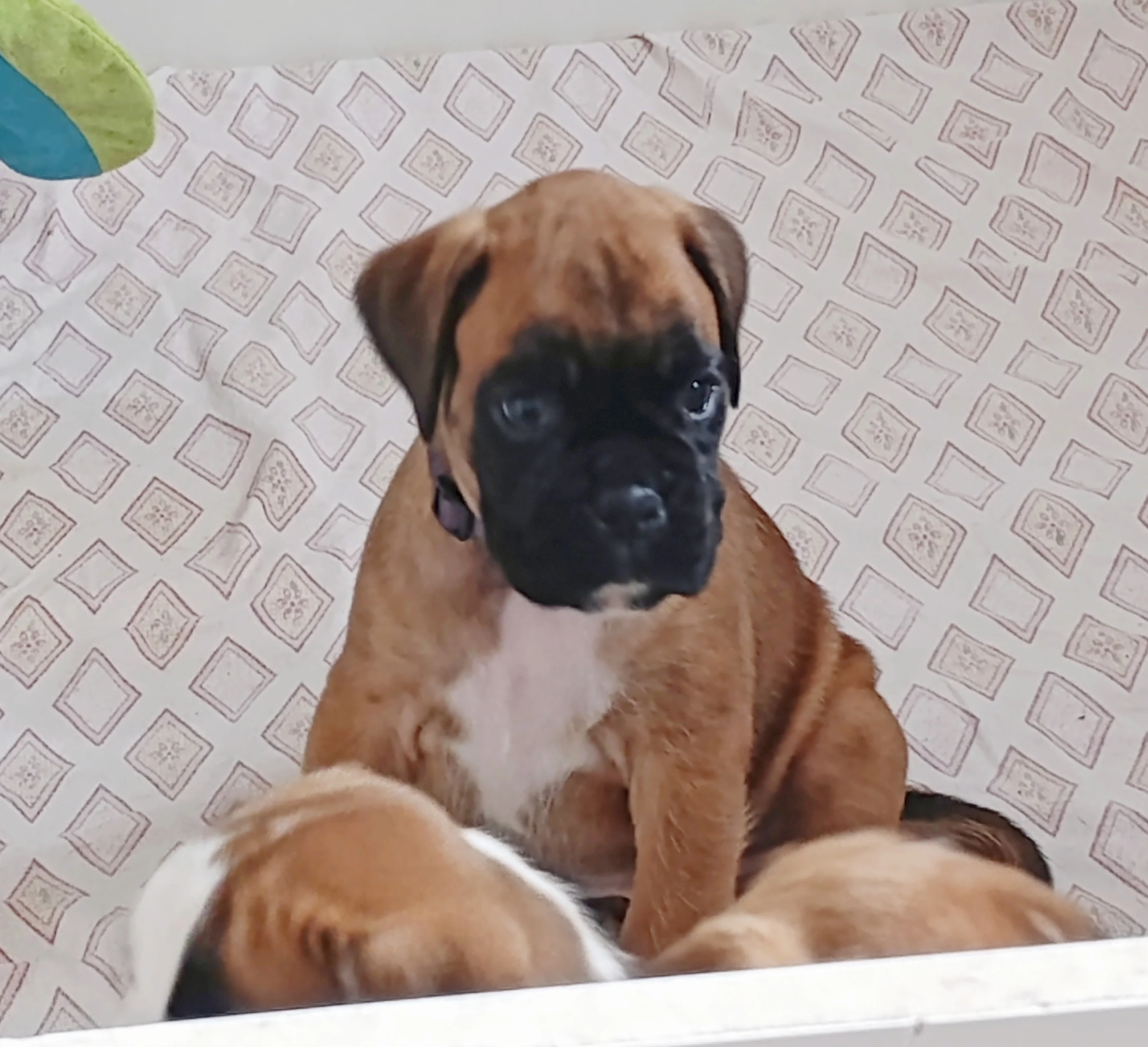 Pablita, 39 jours