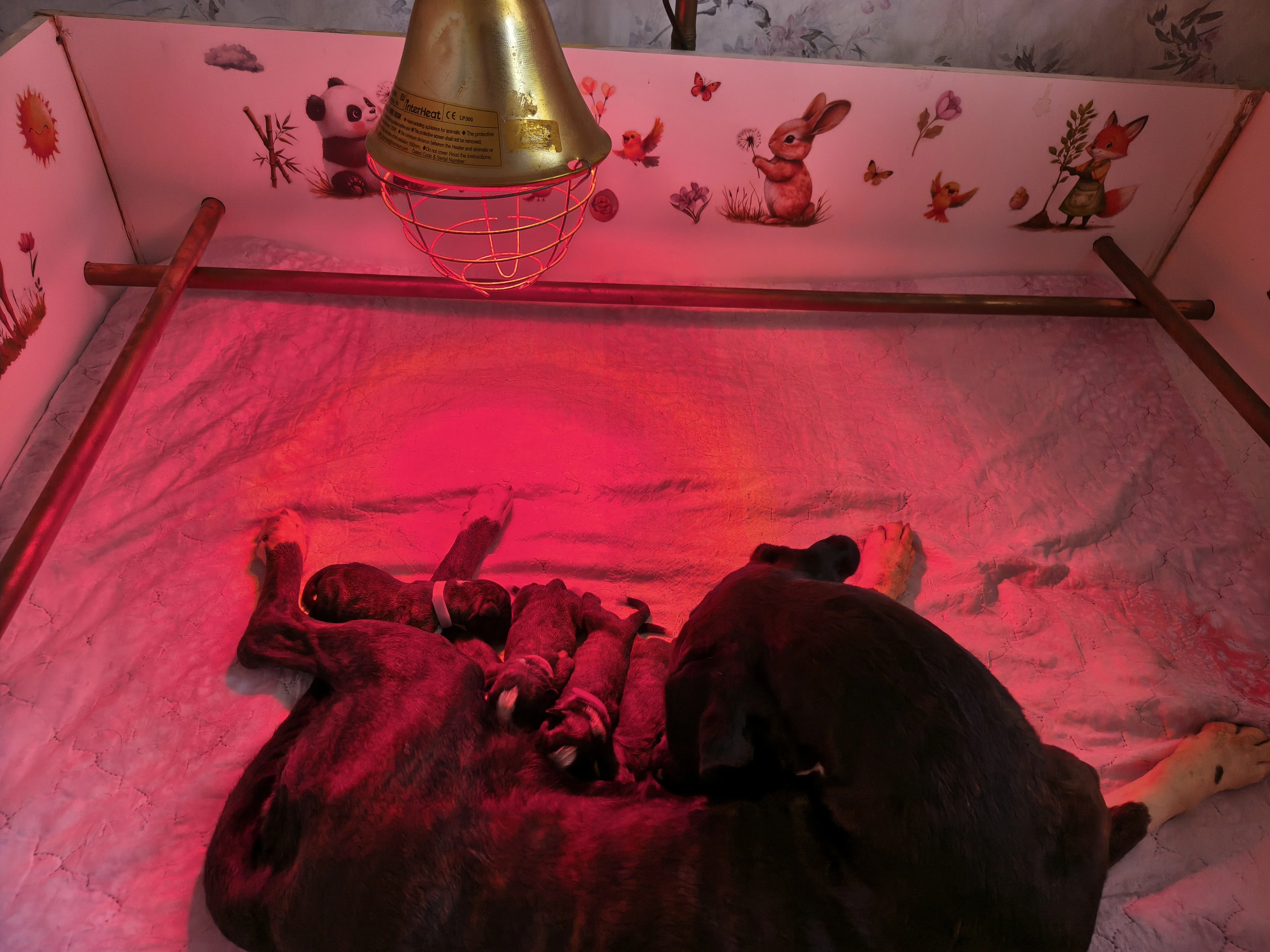 Les bébés, leurs premières heures 