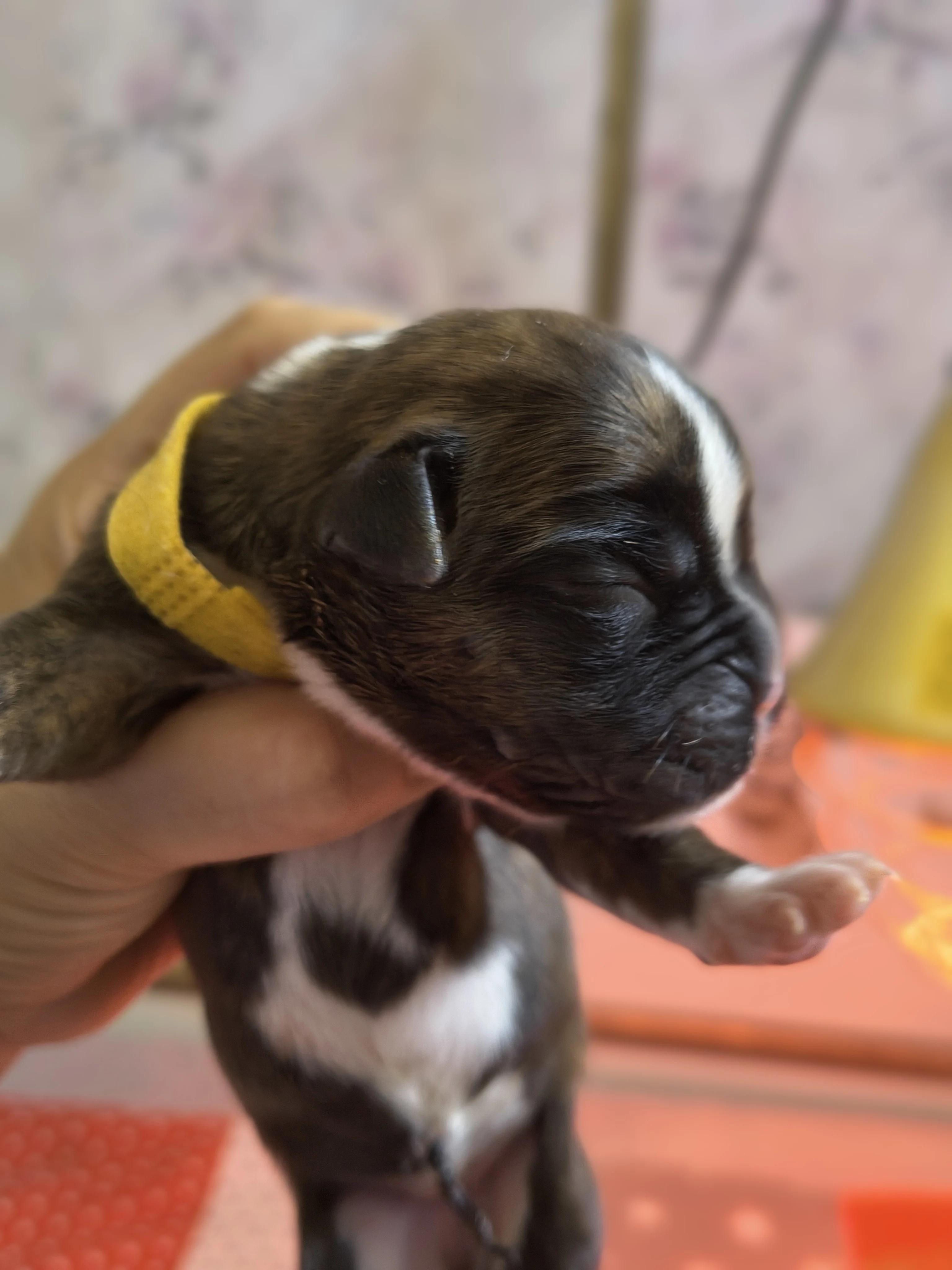 Femelle collier jaune, 2 jours