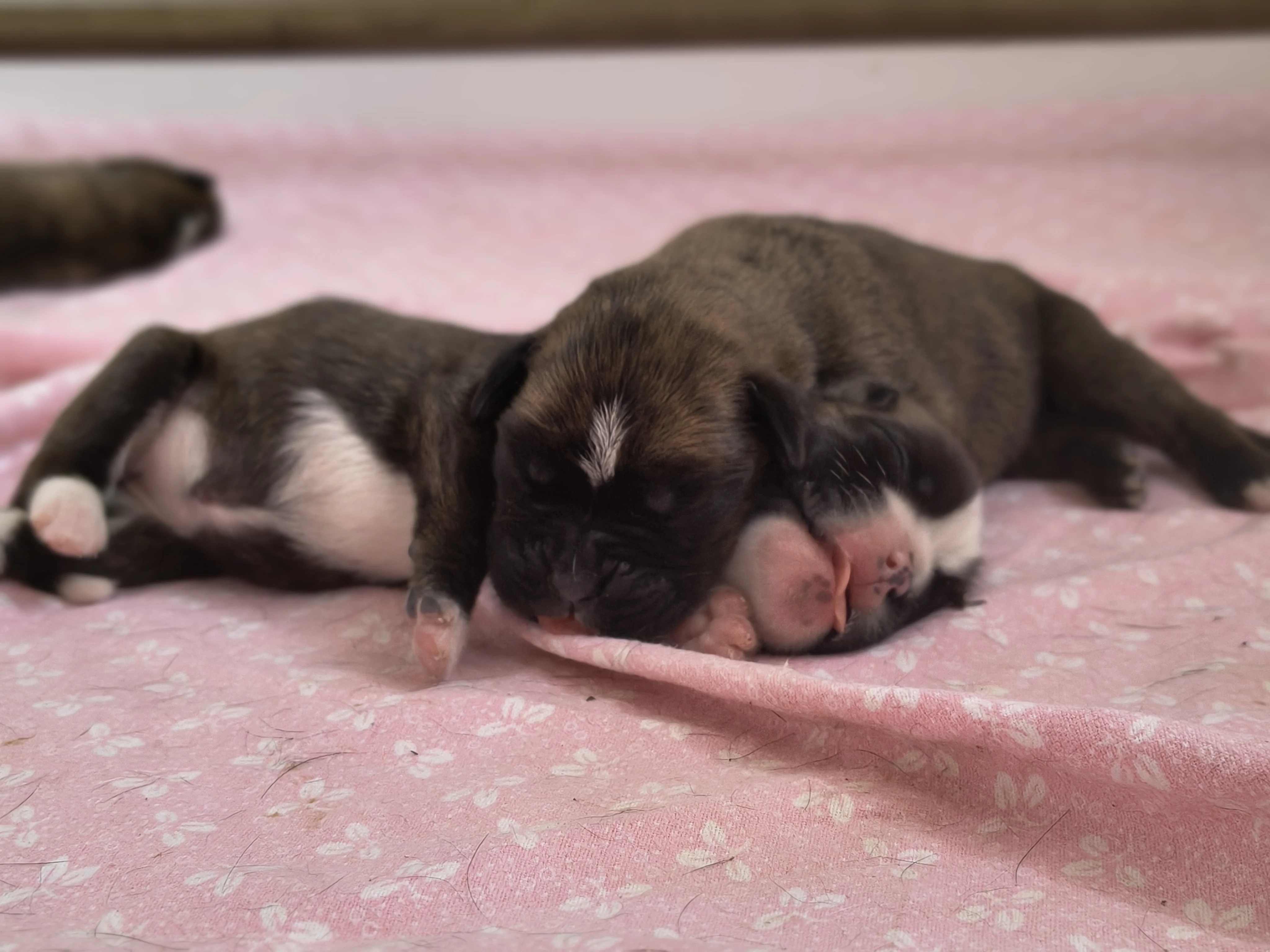 Bébés, 2 jours