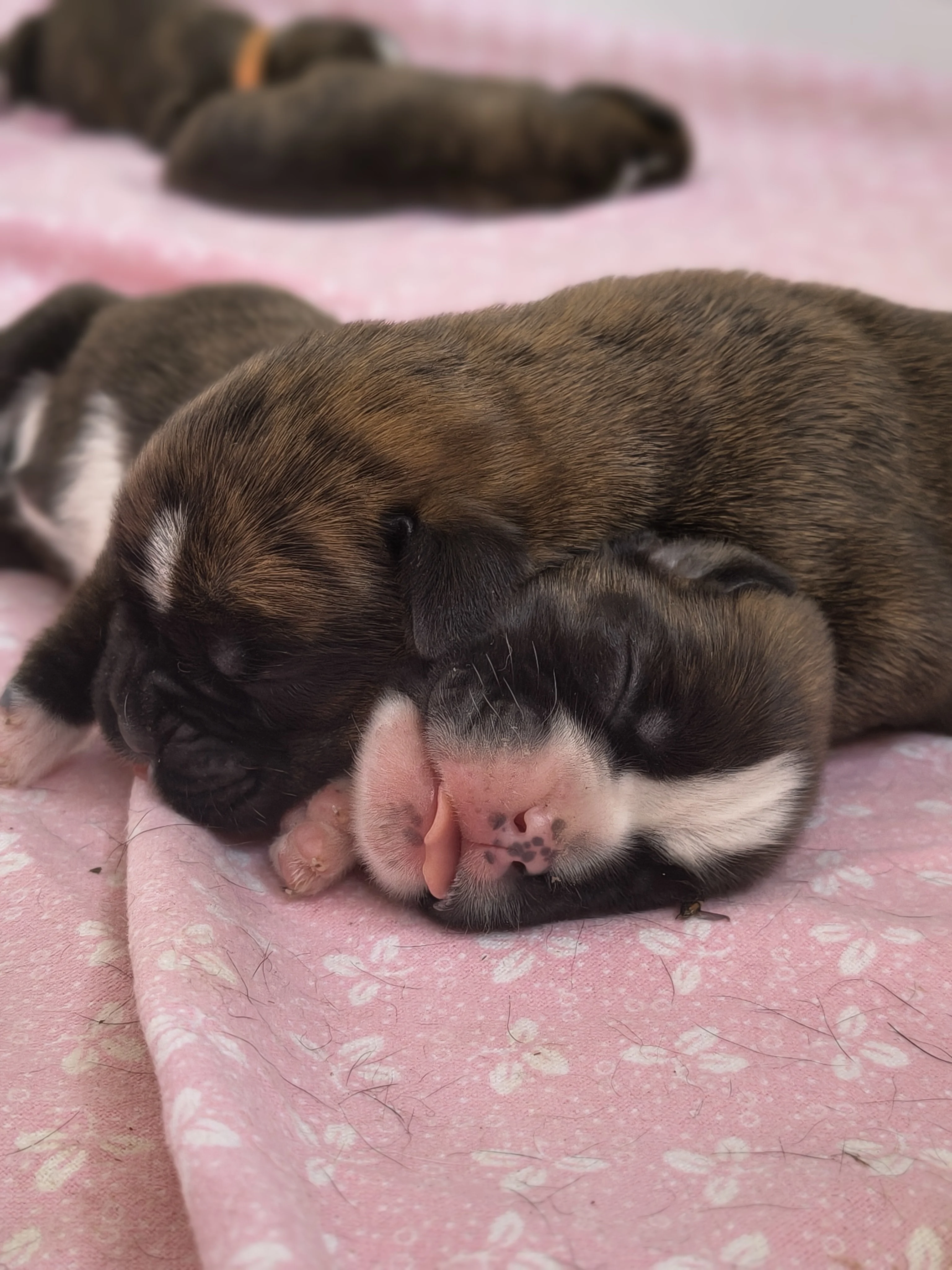 Bébés 2 jours