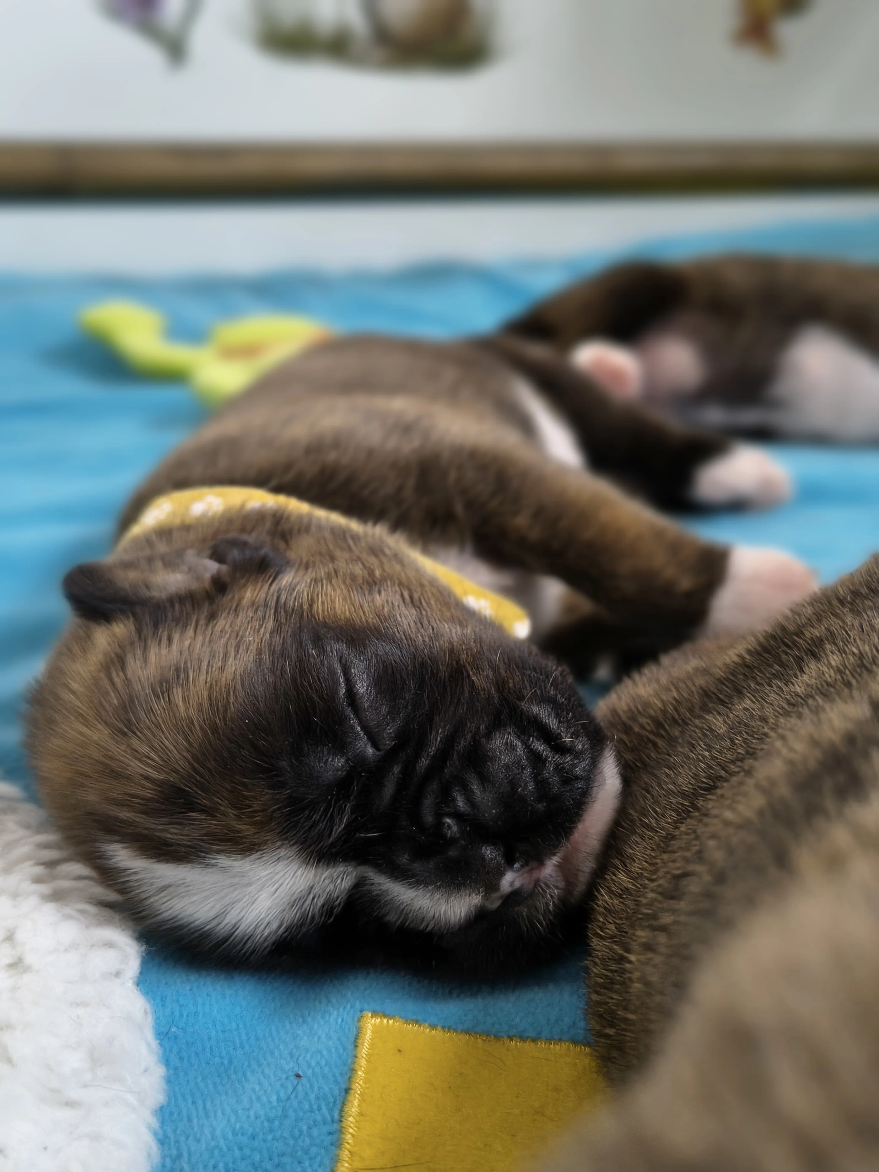 Femelle collier jaune, 9 jours