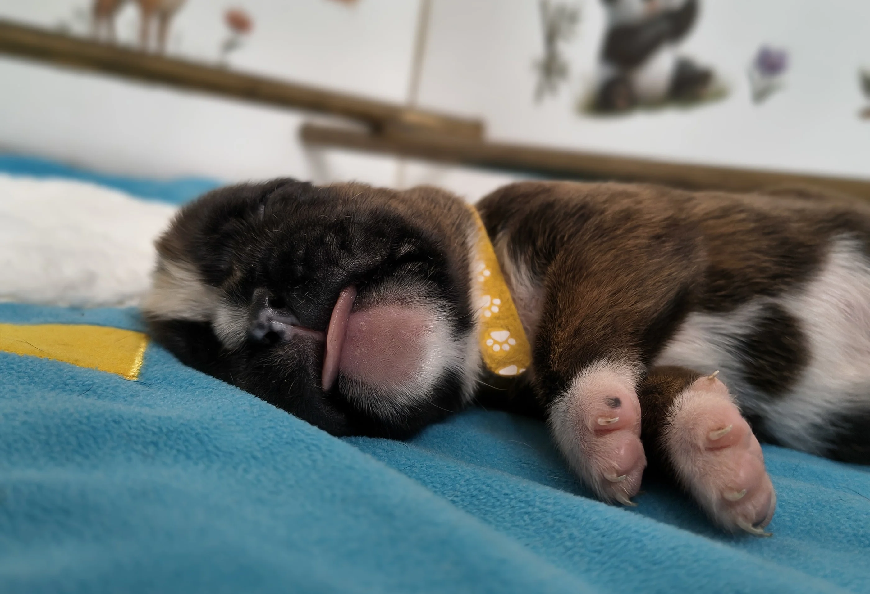 Femelle collier jaune, 9 jours