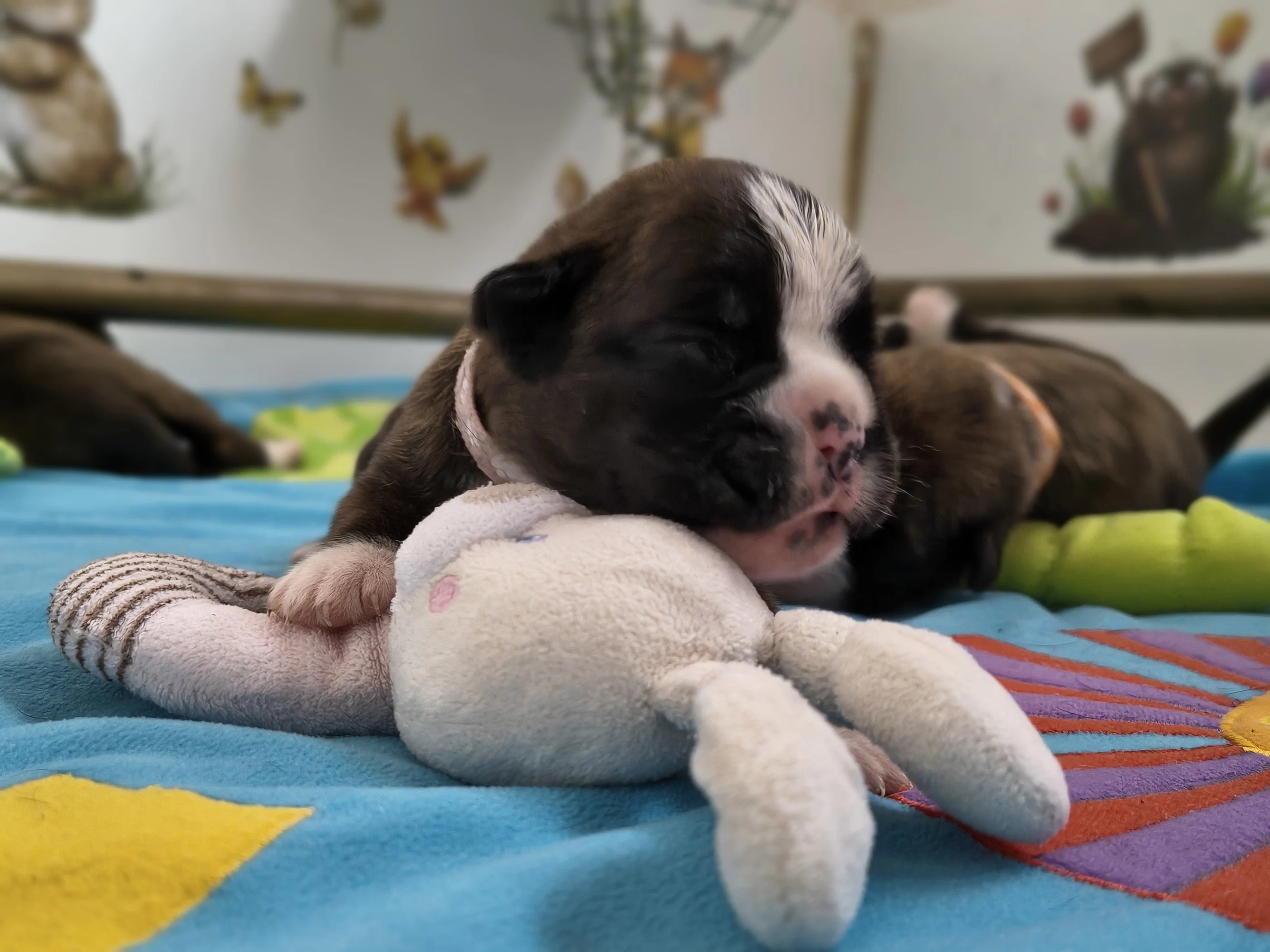 Femelle collier rose, 9 jours