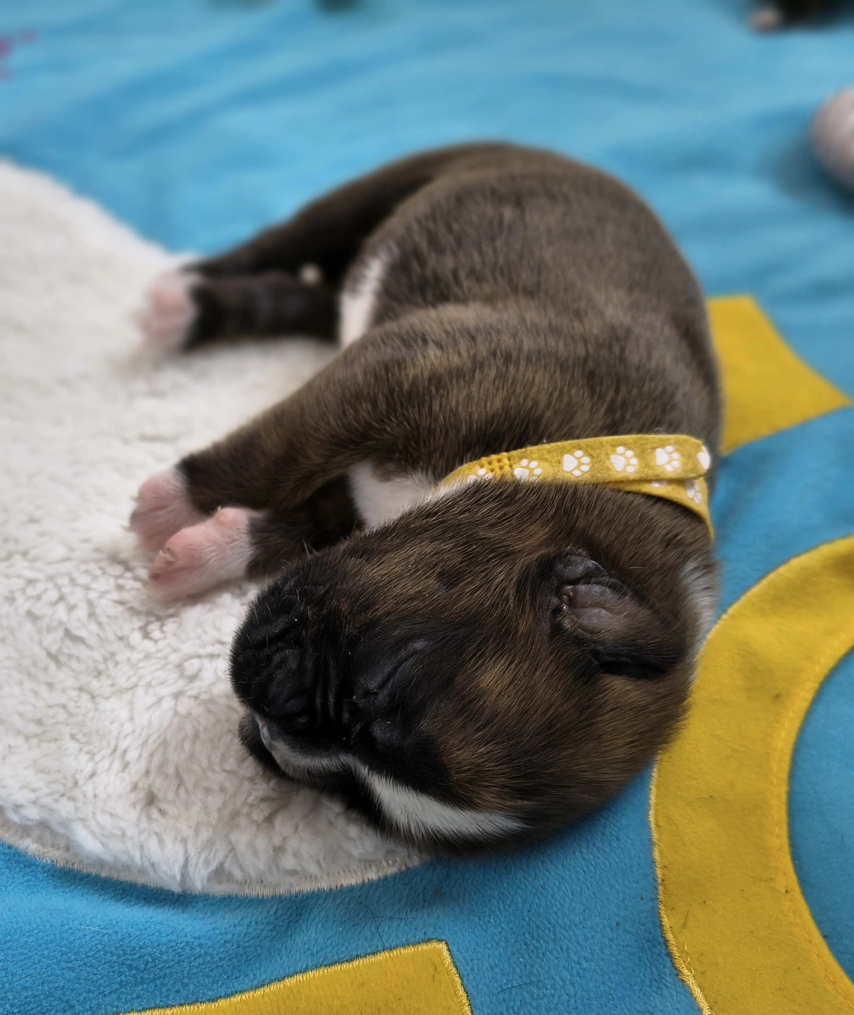 Femelle collier jaune, 9 jours