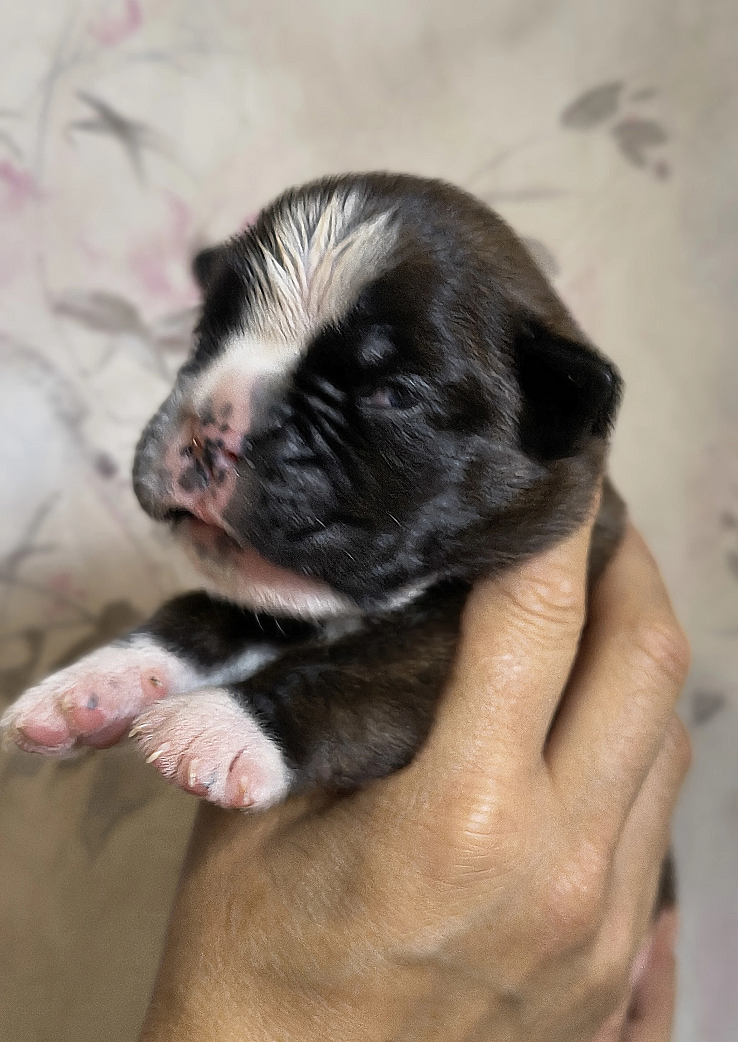 Femelle collier rose, 9 jours