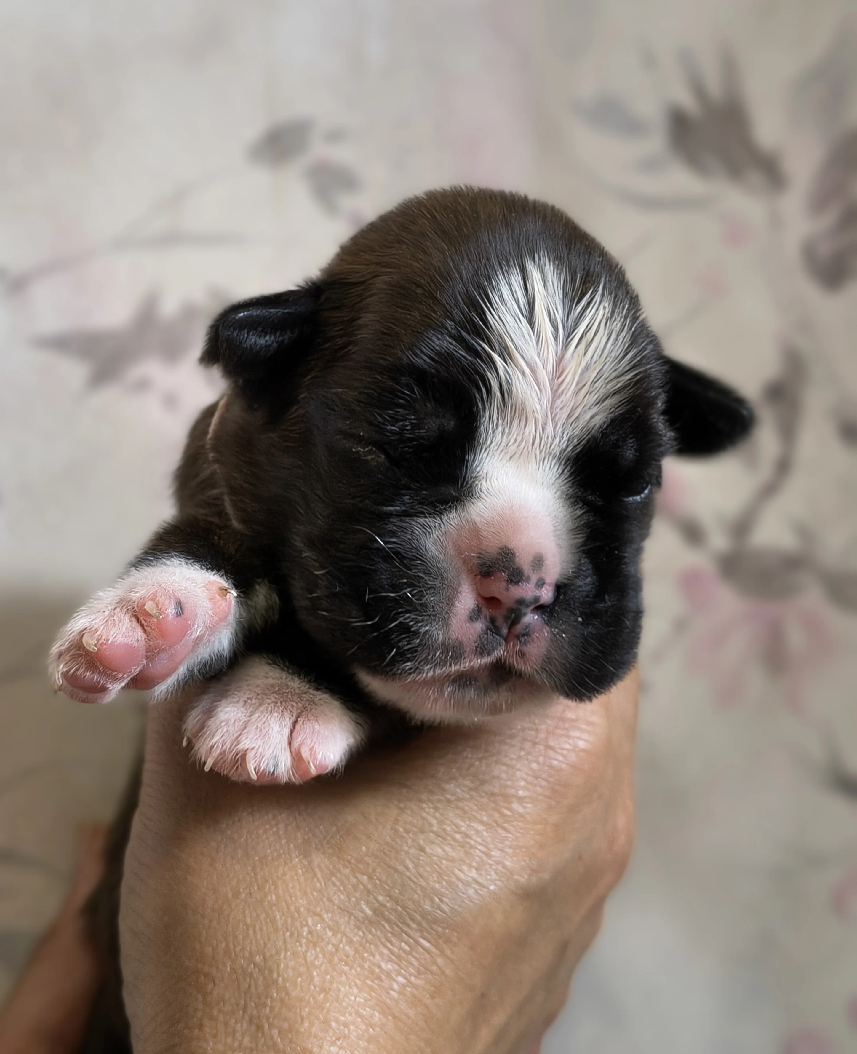 Femelle collier rose, 9 jours