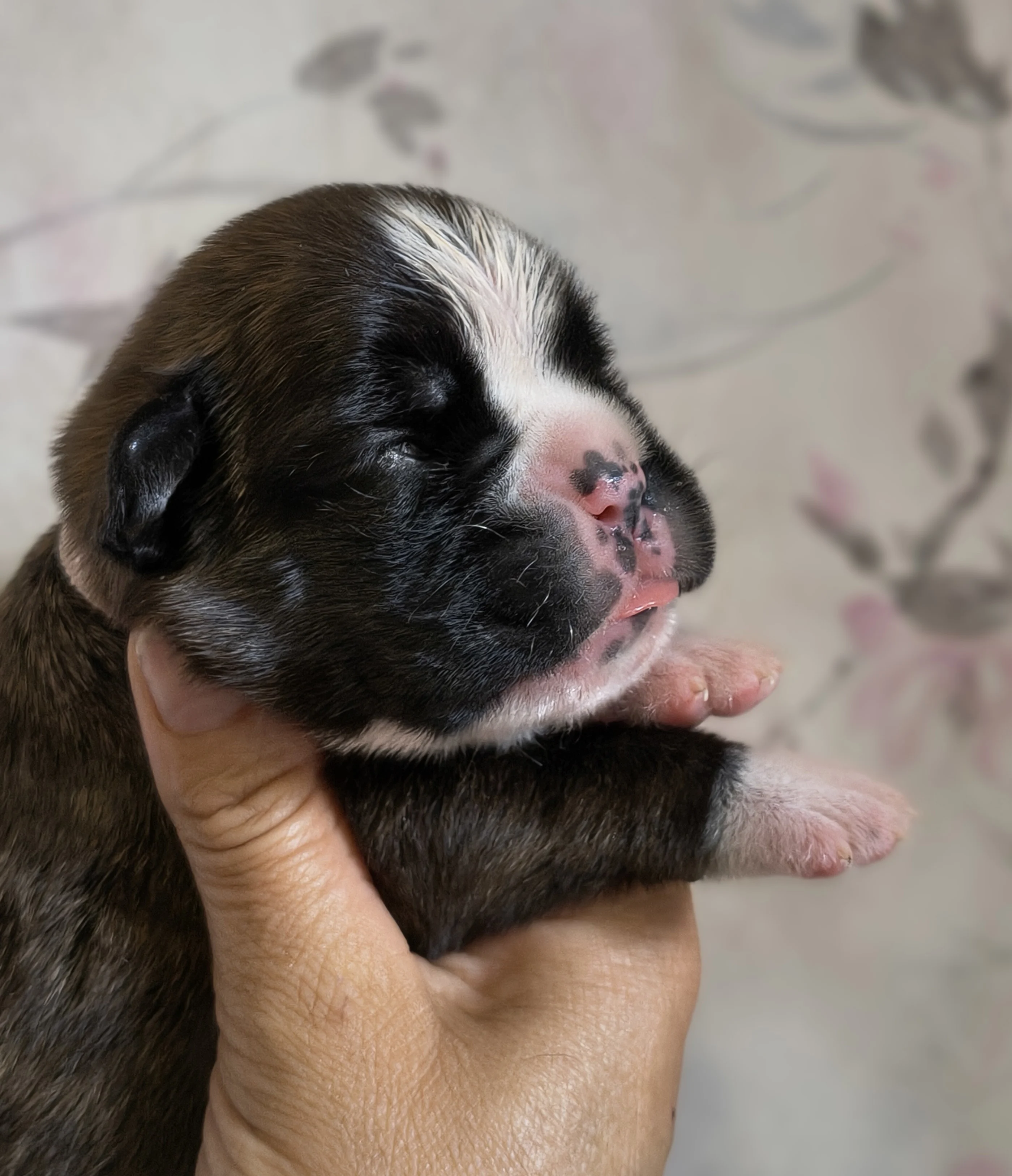 Femelle collier rose, 9 jours