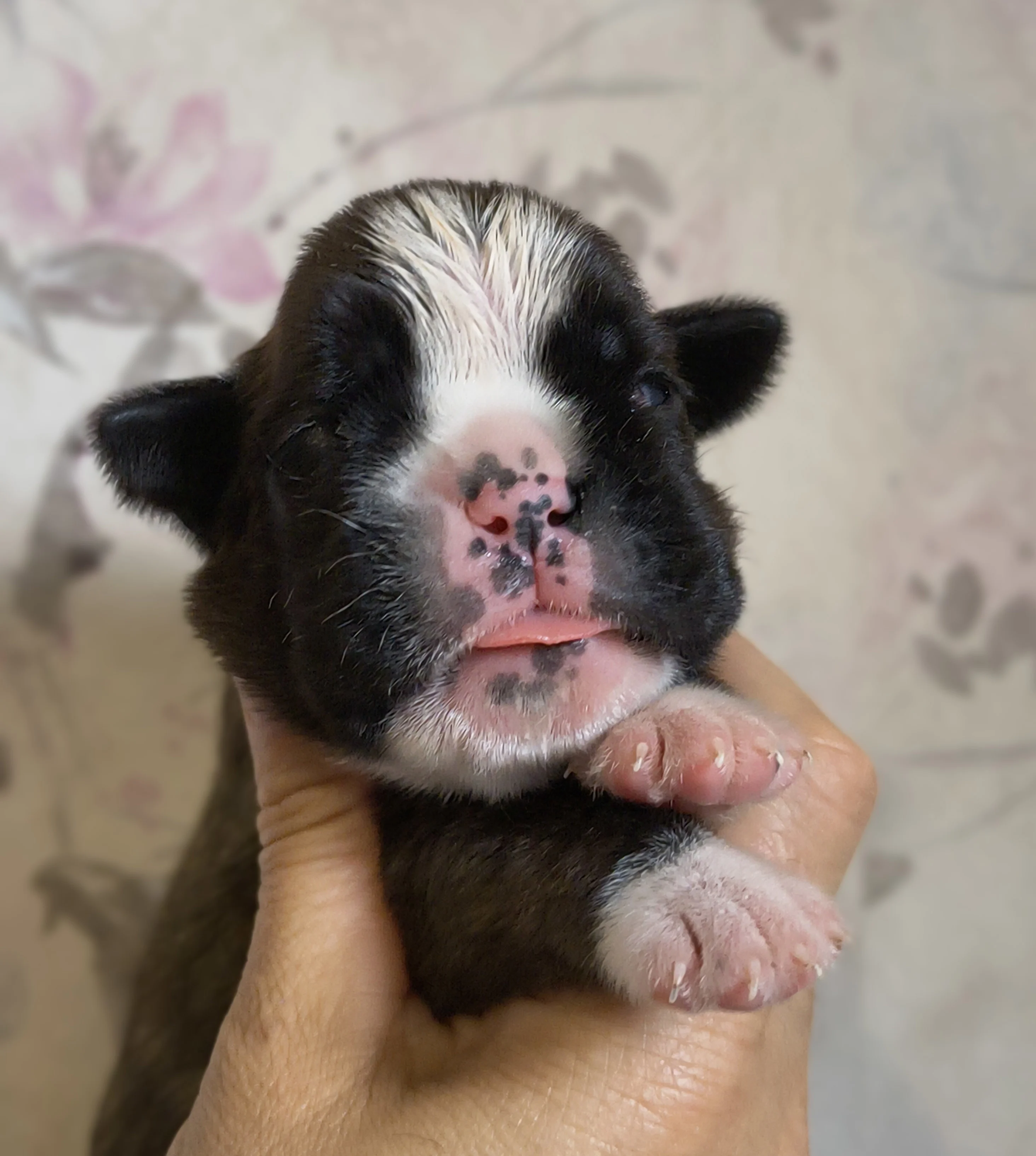 Femelle collier rose, 9 jours