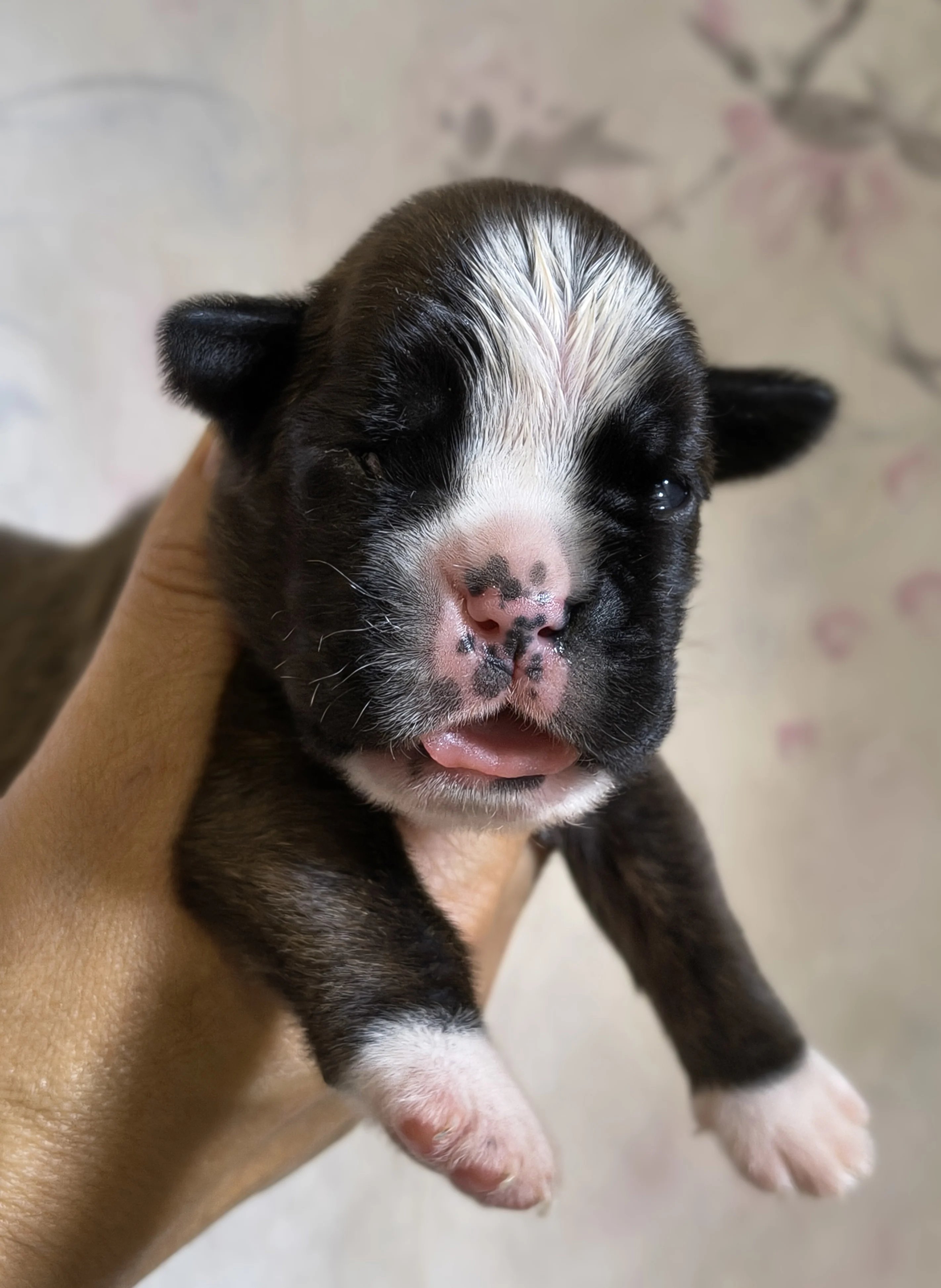 Femelle collier rose, 9 jours