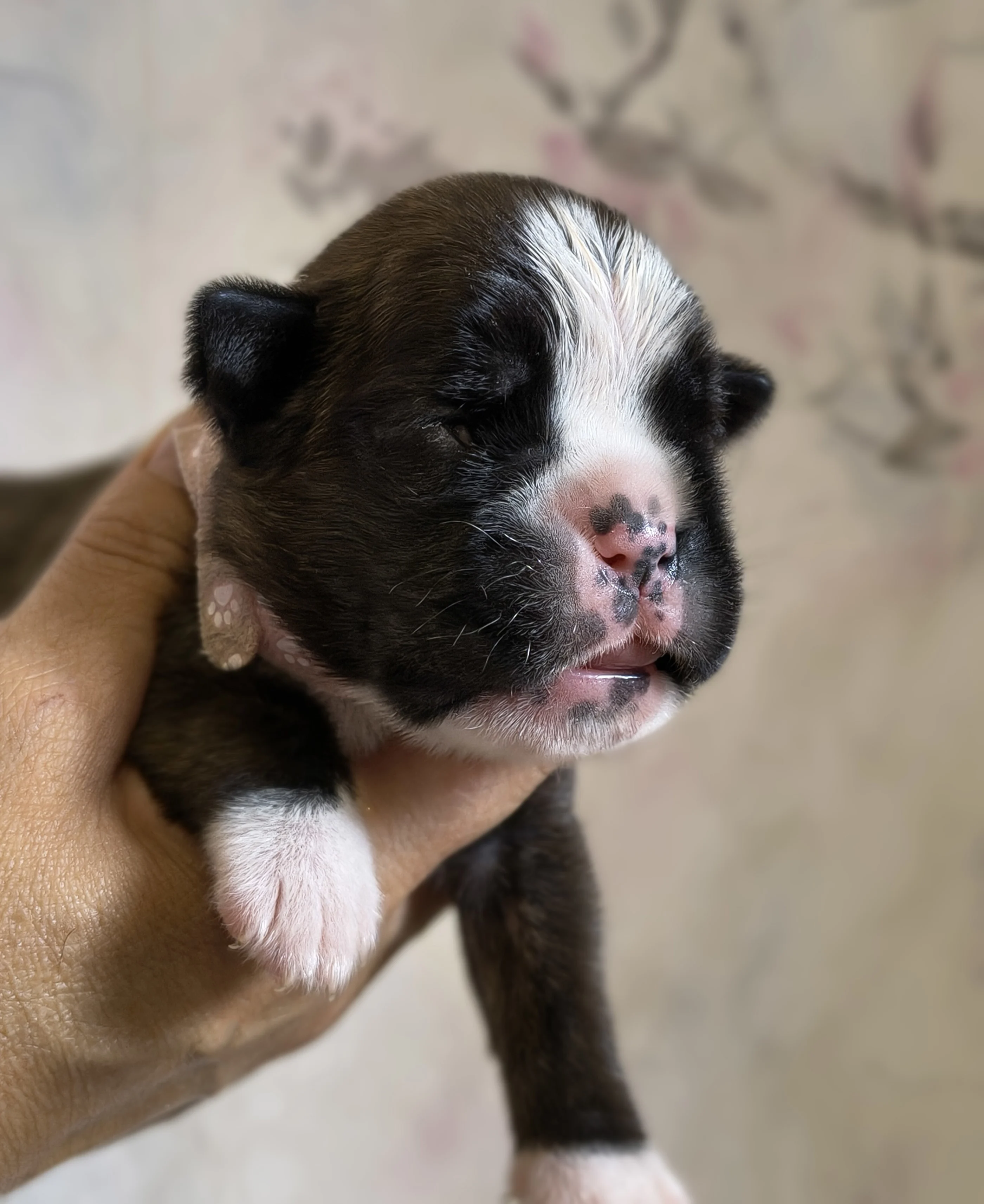 Femelle collier rose, 9 jours