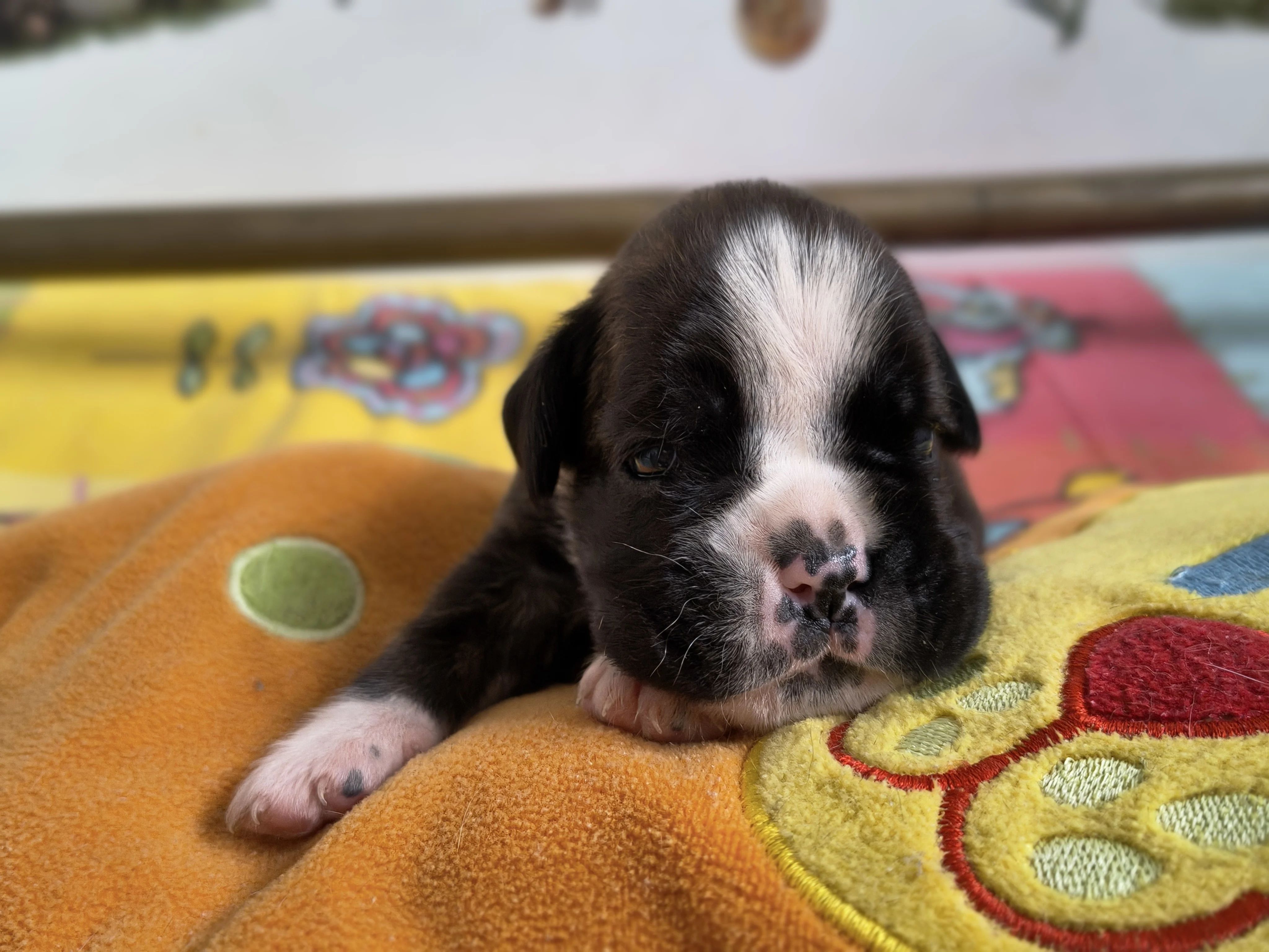 Femelle collier rose, 16 jours