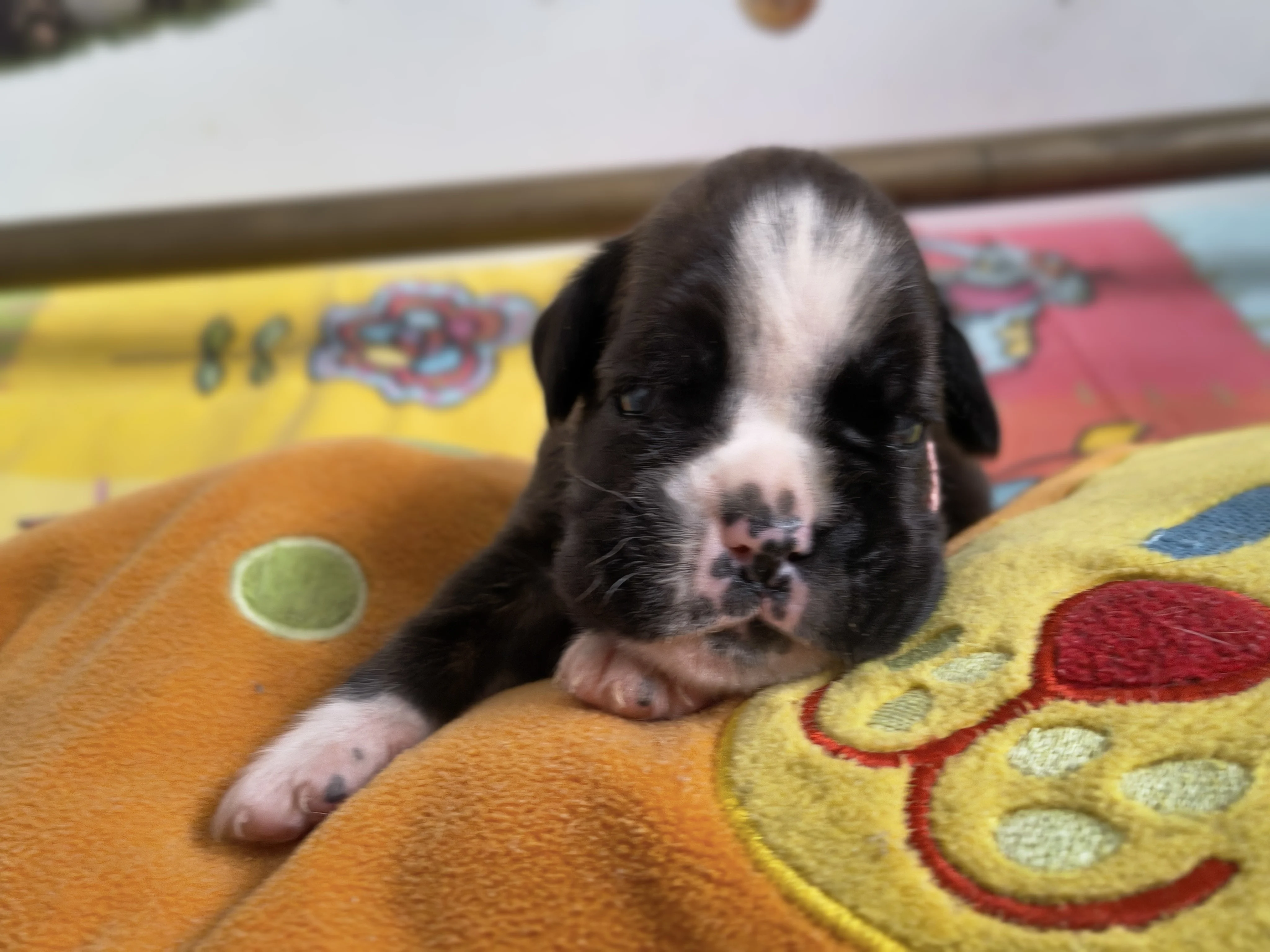 Femelle collier rose, 16 jours
