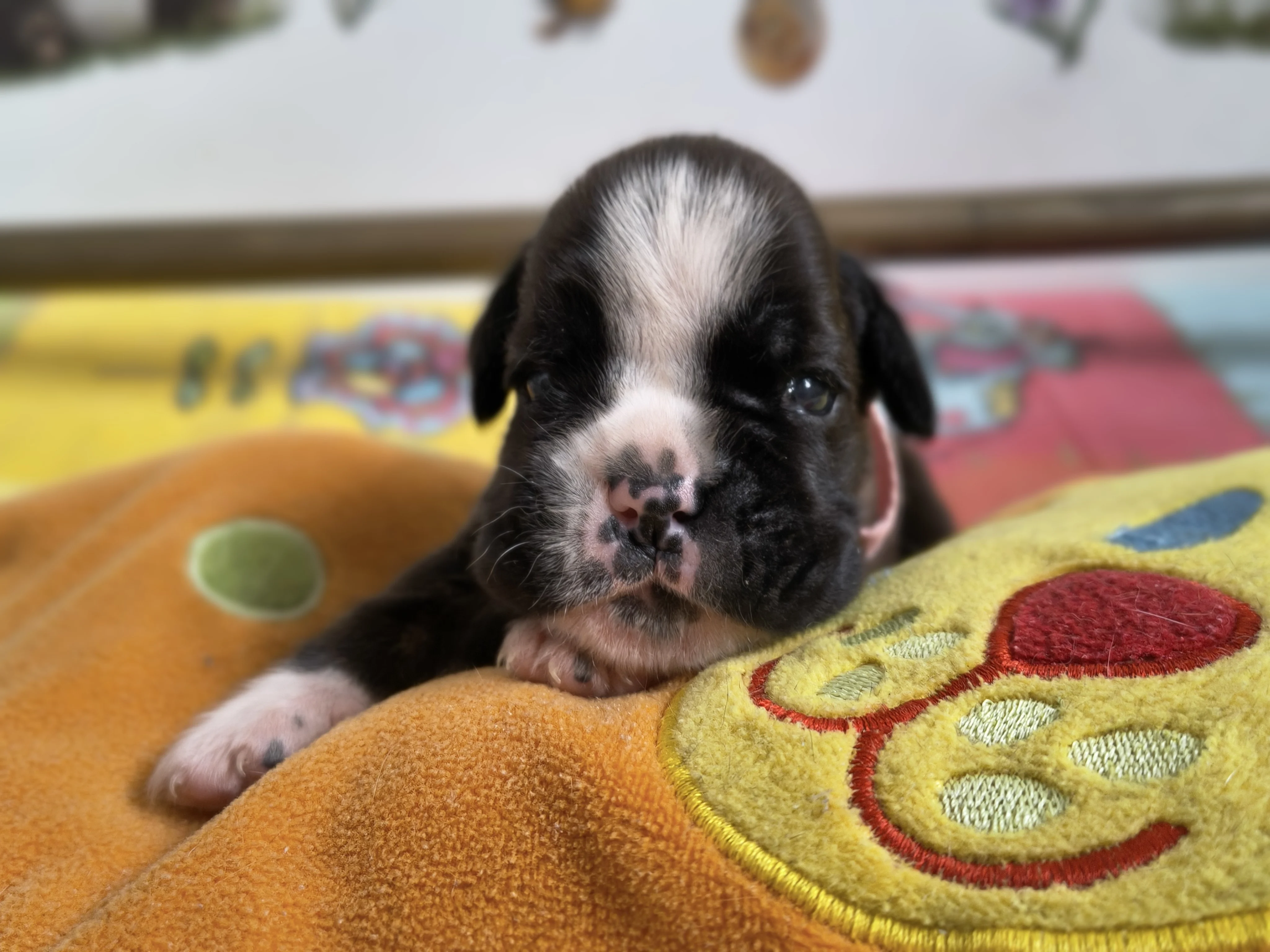 Femelle collier rose, 16 jours