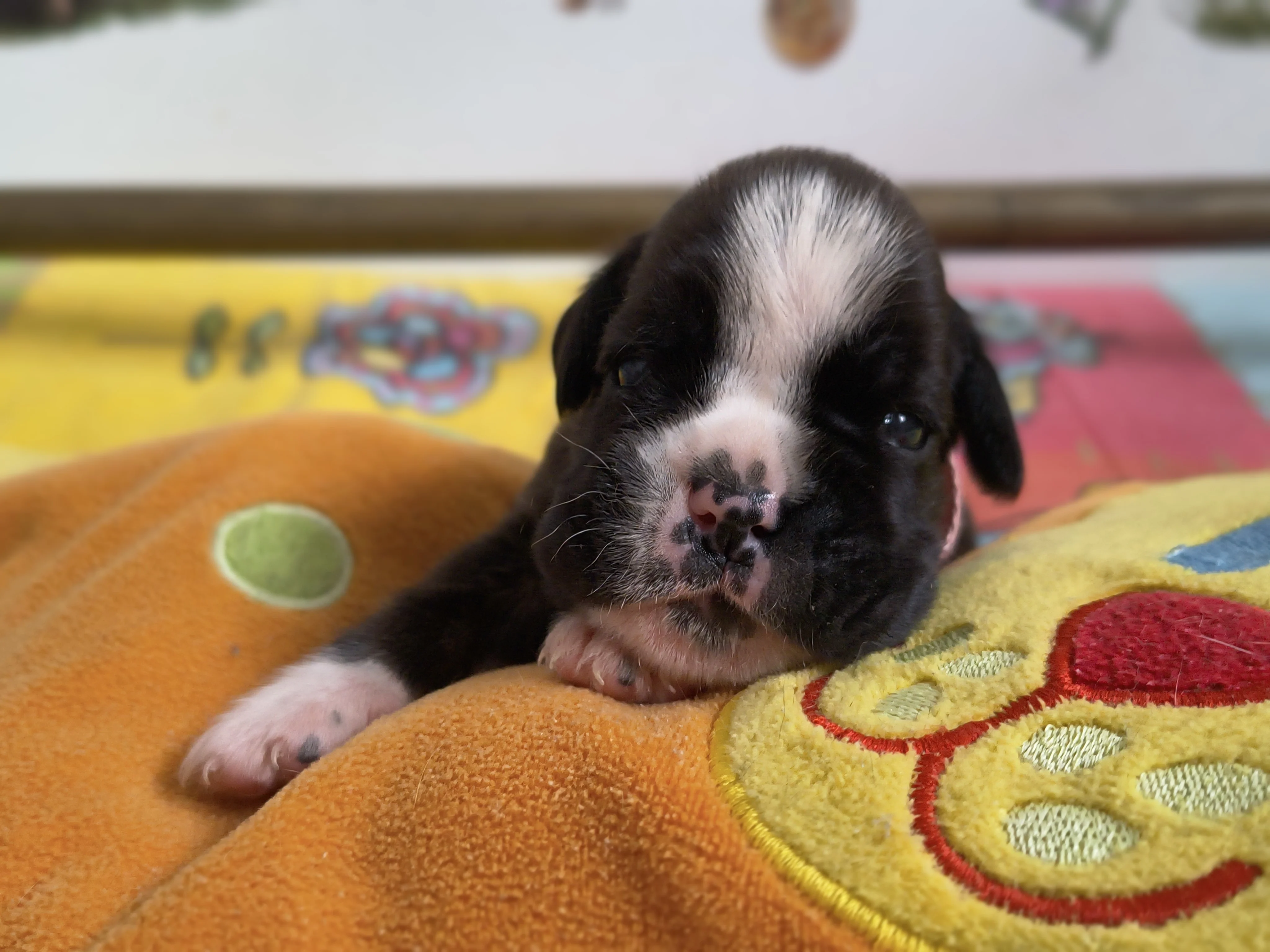 Femelle collier rose, 16 jours