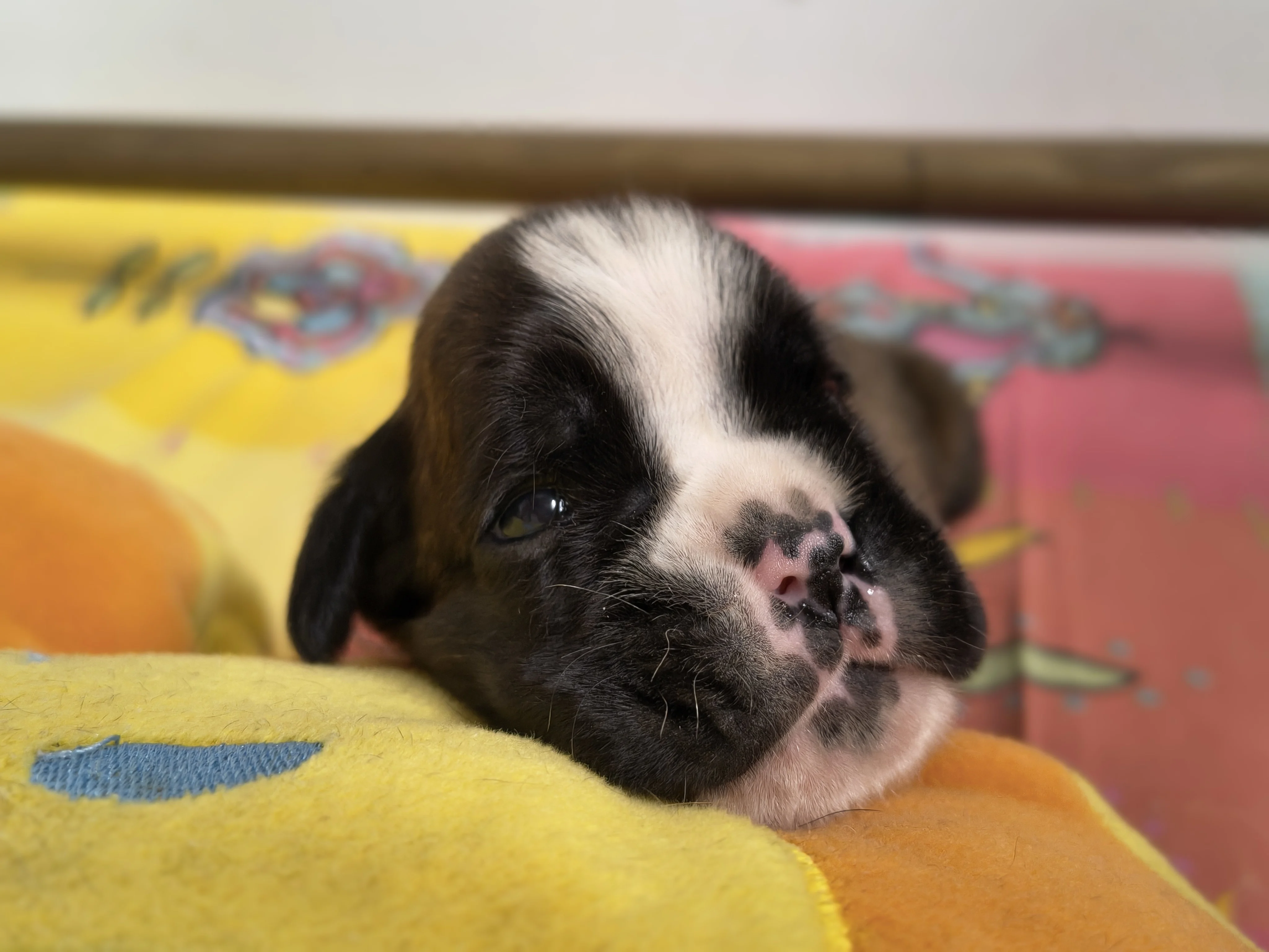 Femelle collier rose, 16 jours
