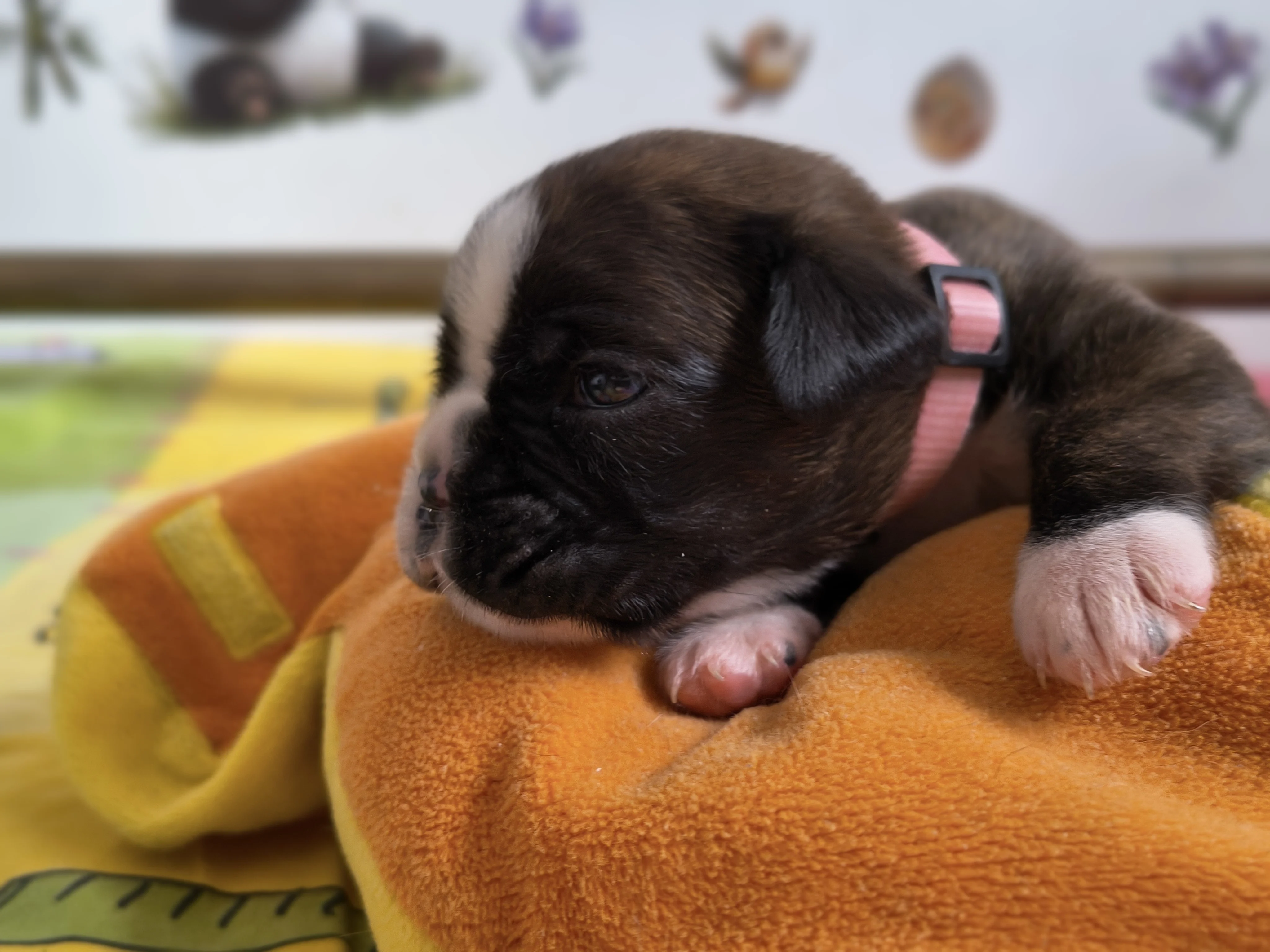 Femelle collier rose, 16 jours