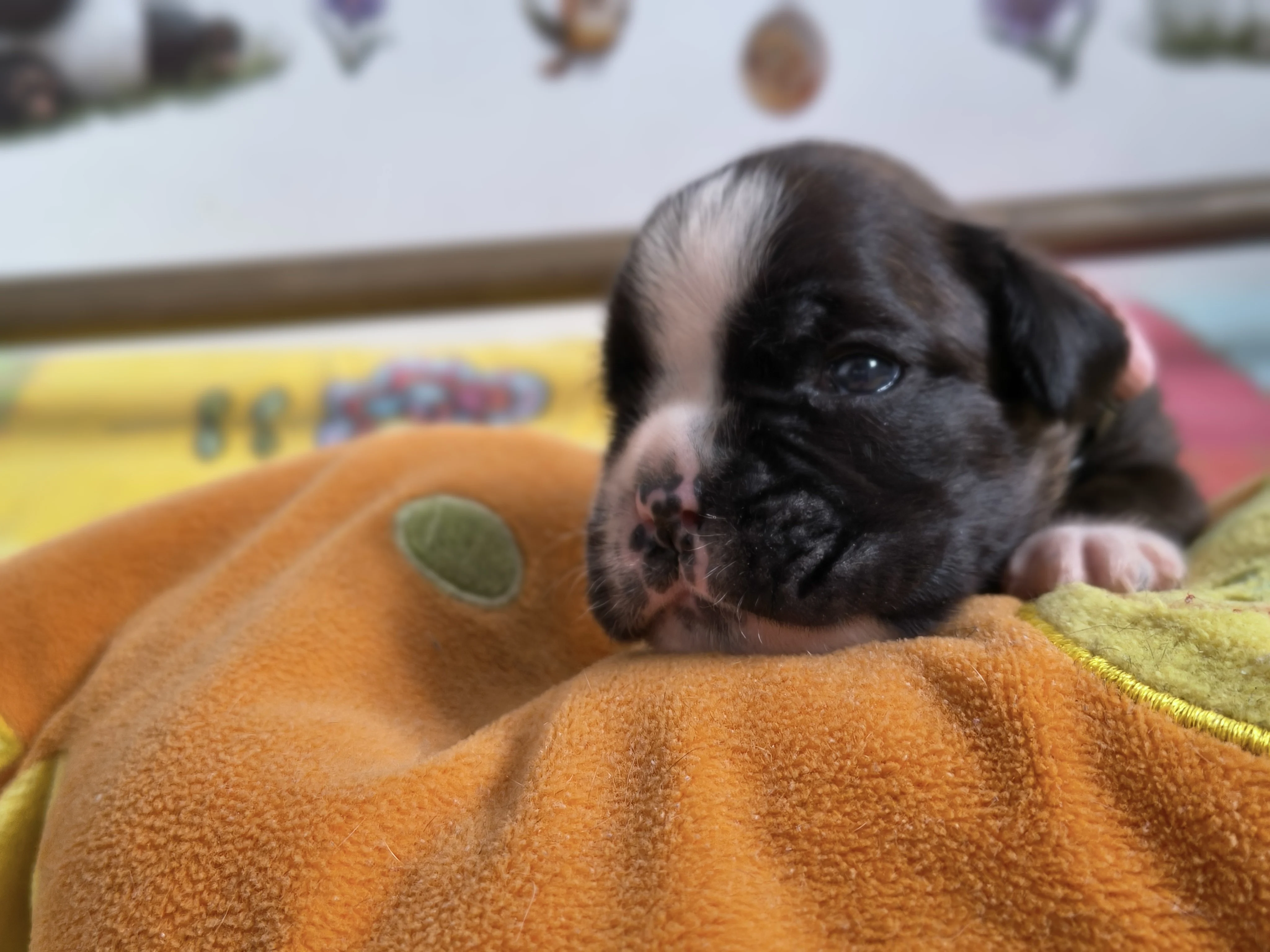 Femelle collier rose, 16 jours