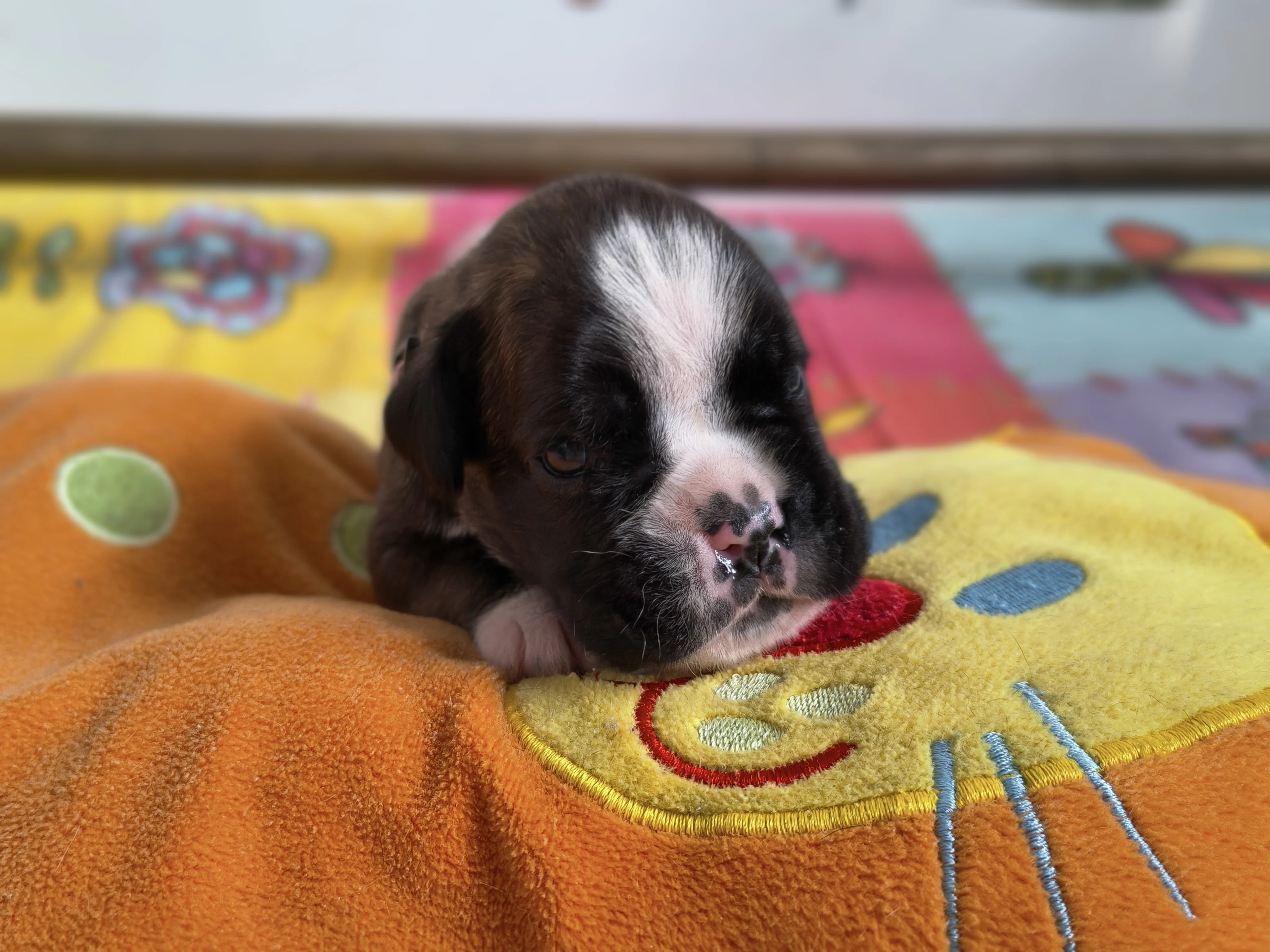 Femelle collier rose, 16 jours