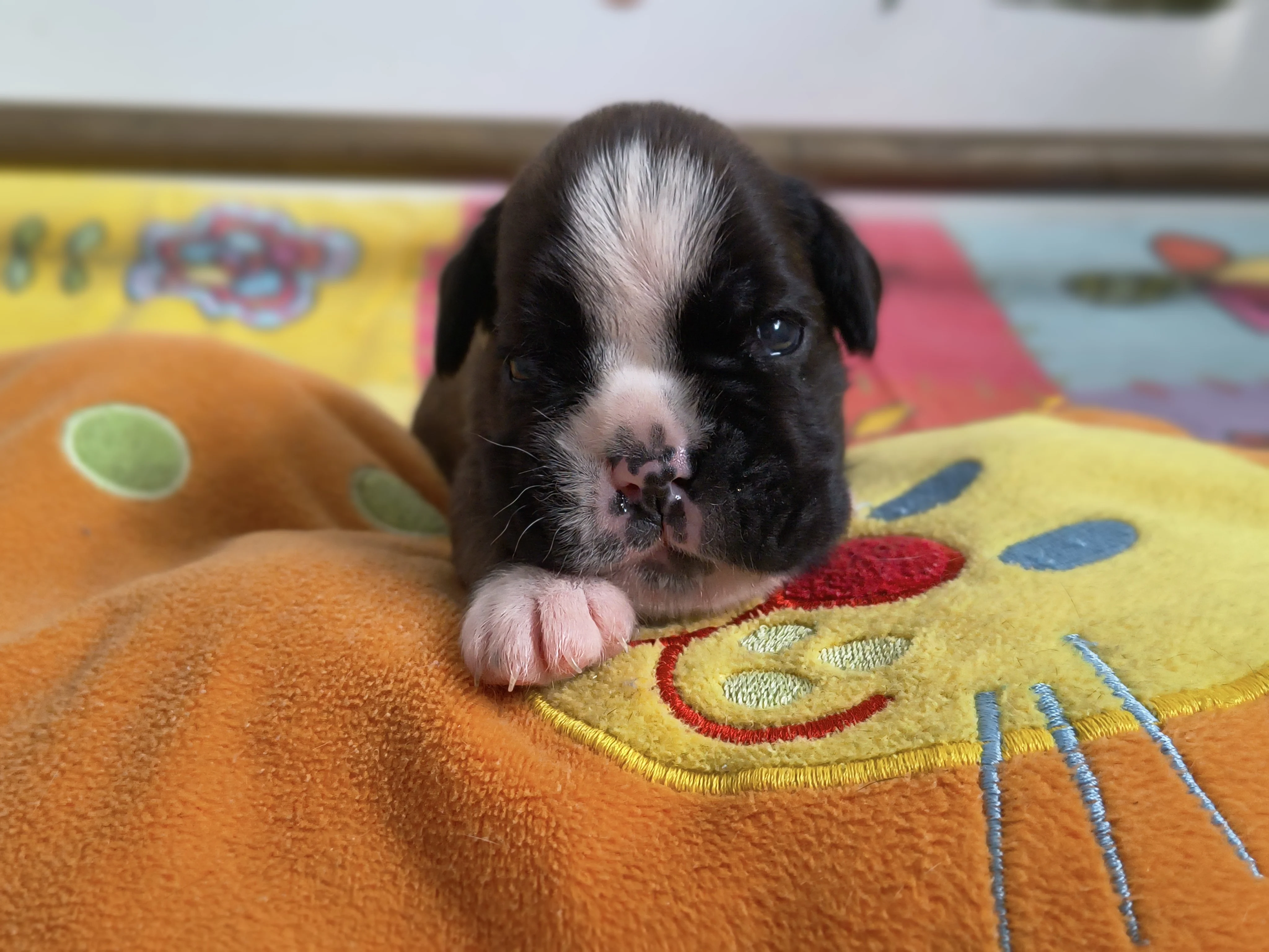 Femelle collier rose, 16 jours
