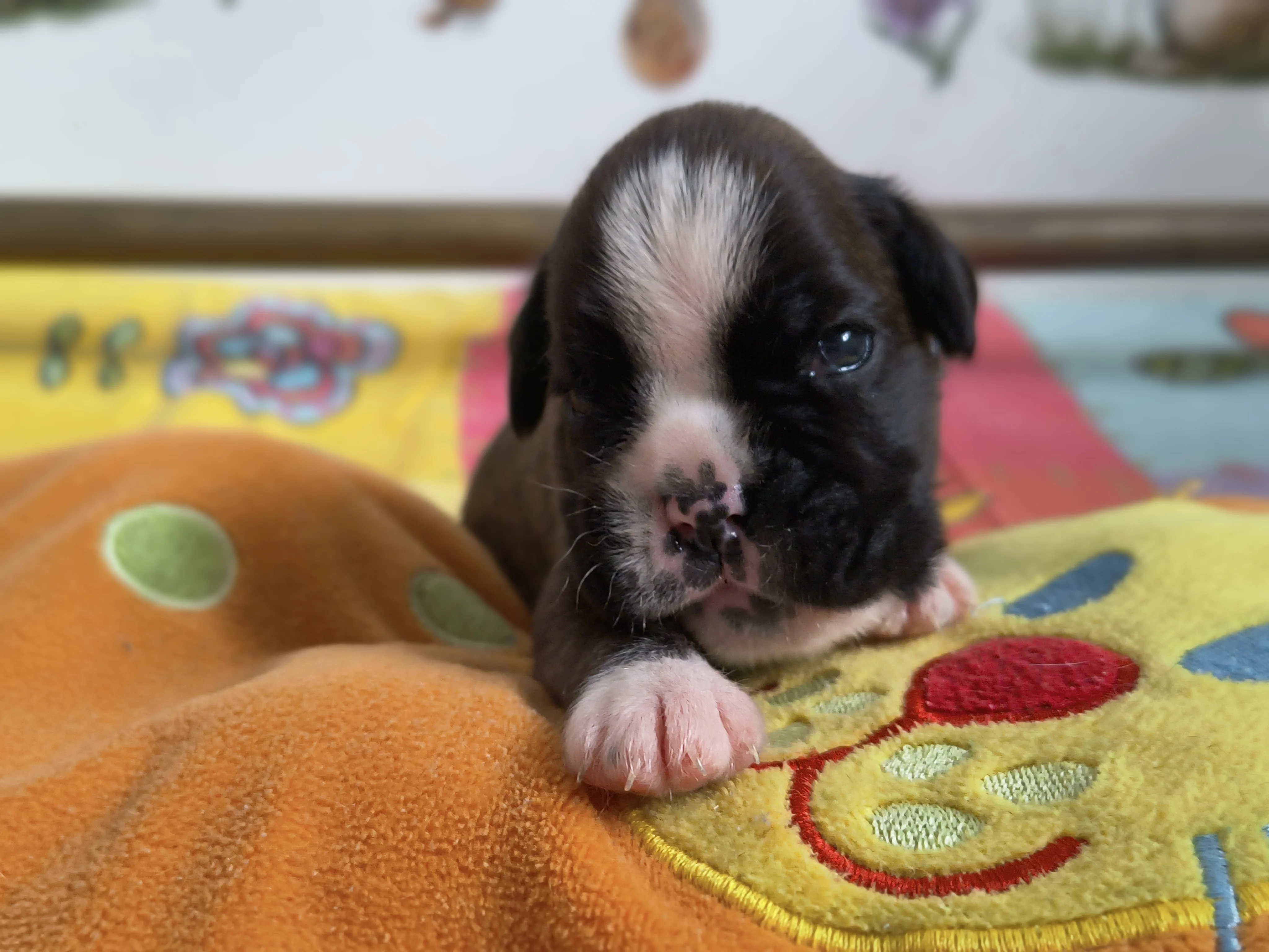 Femelle collier rose, 16 jours