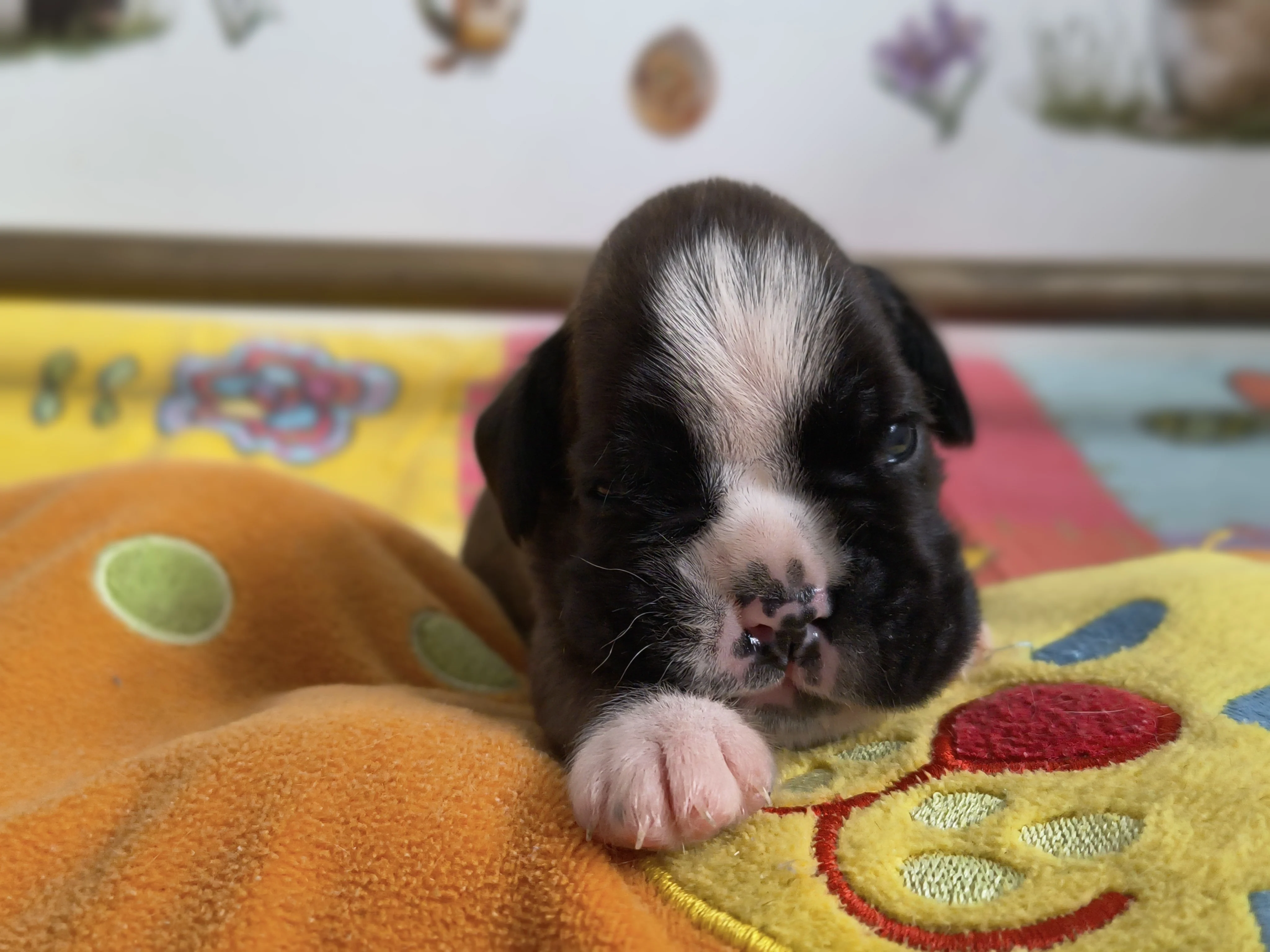 Femelle collier rose, 16 jours