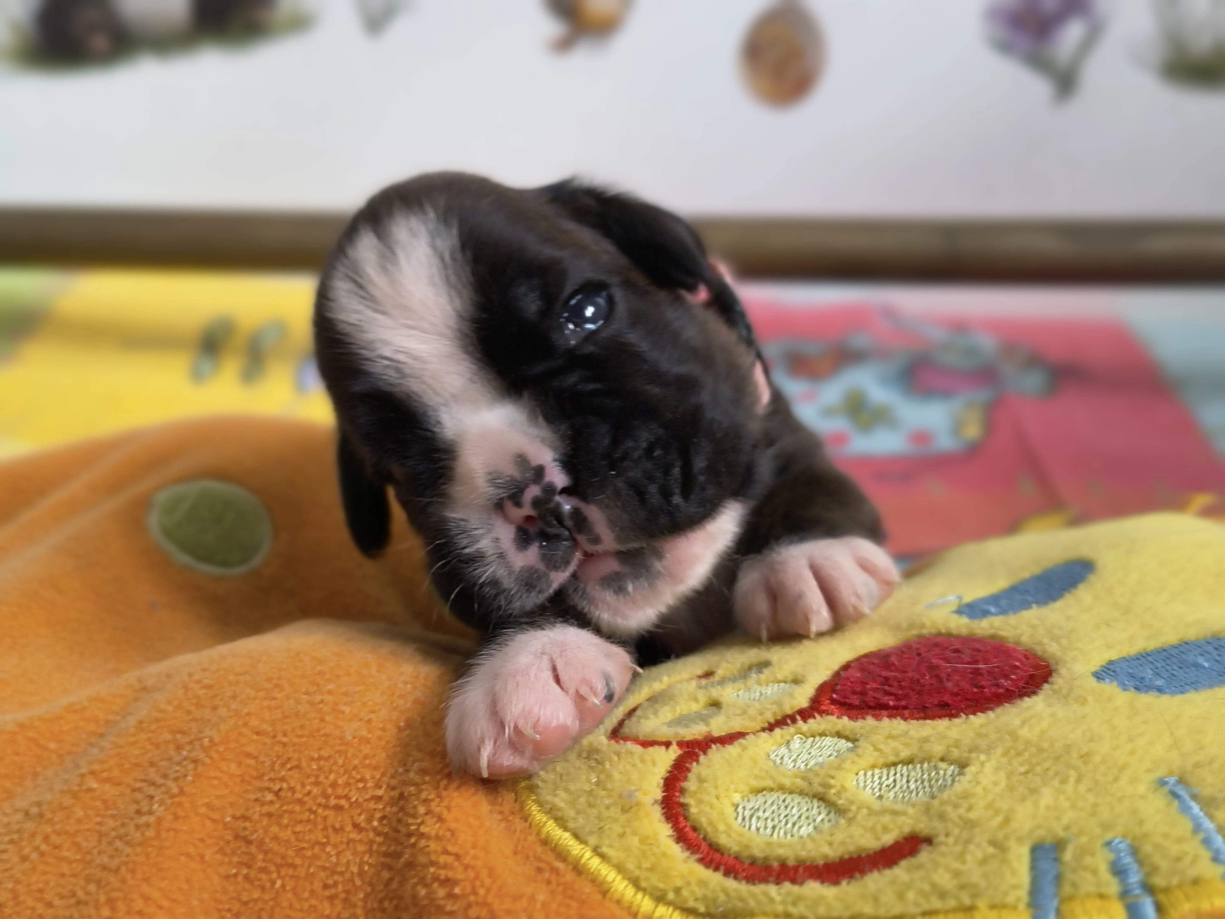 Femelle collier rose, 16 jours