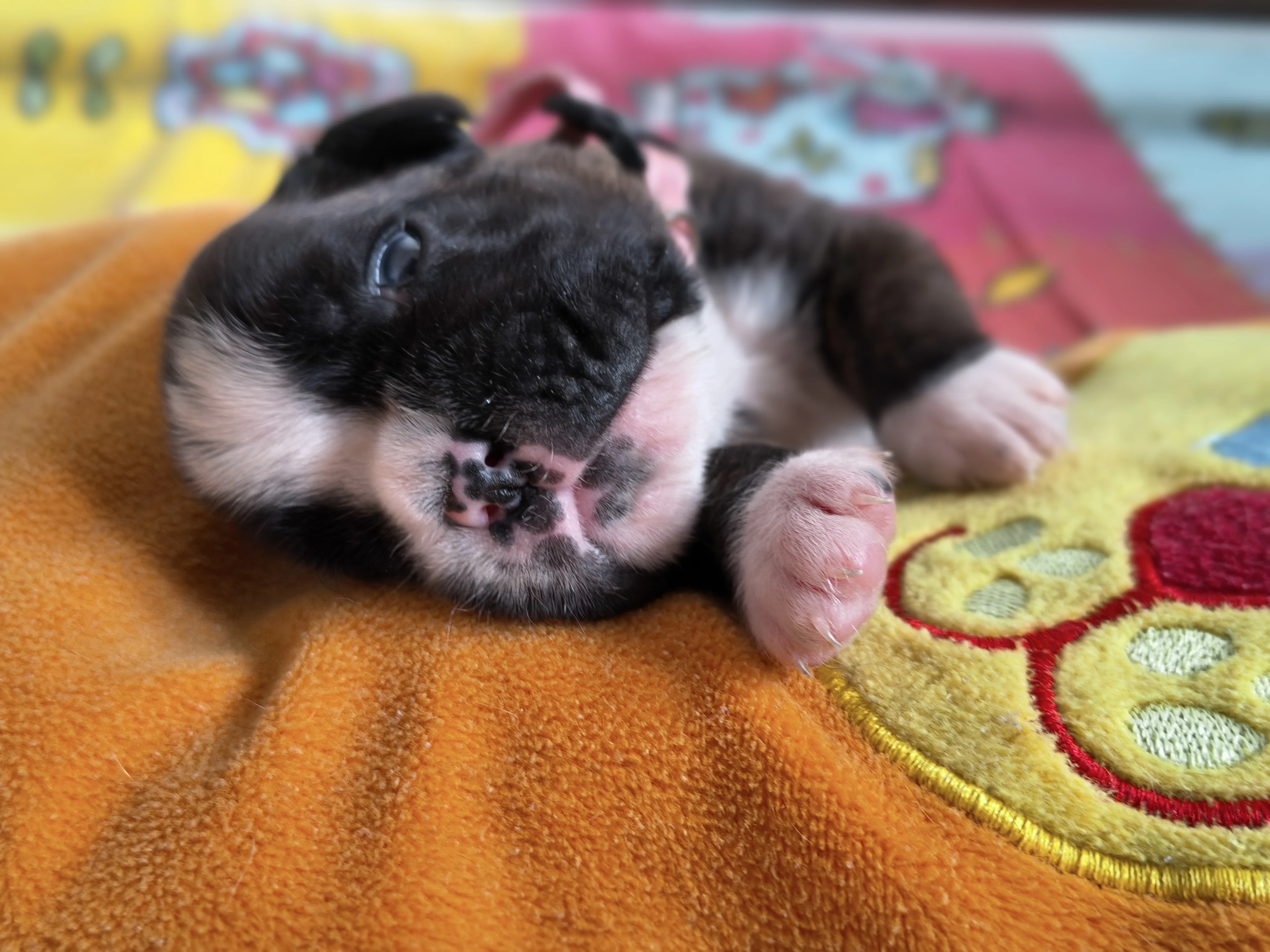 Femelle collier rose, 16 jours