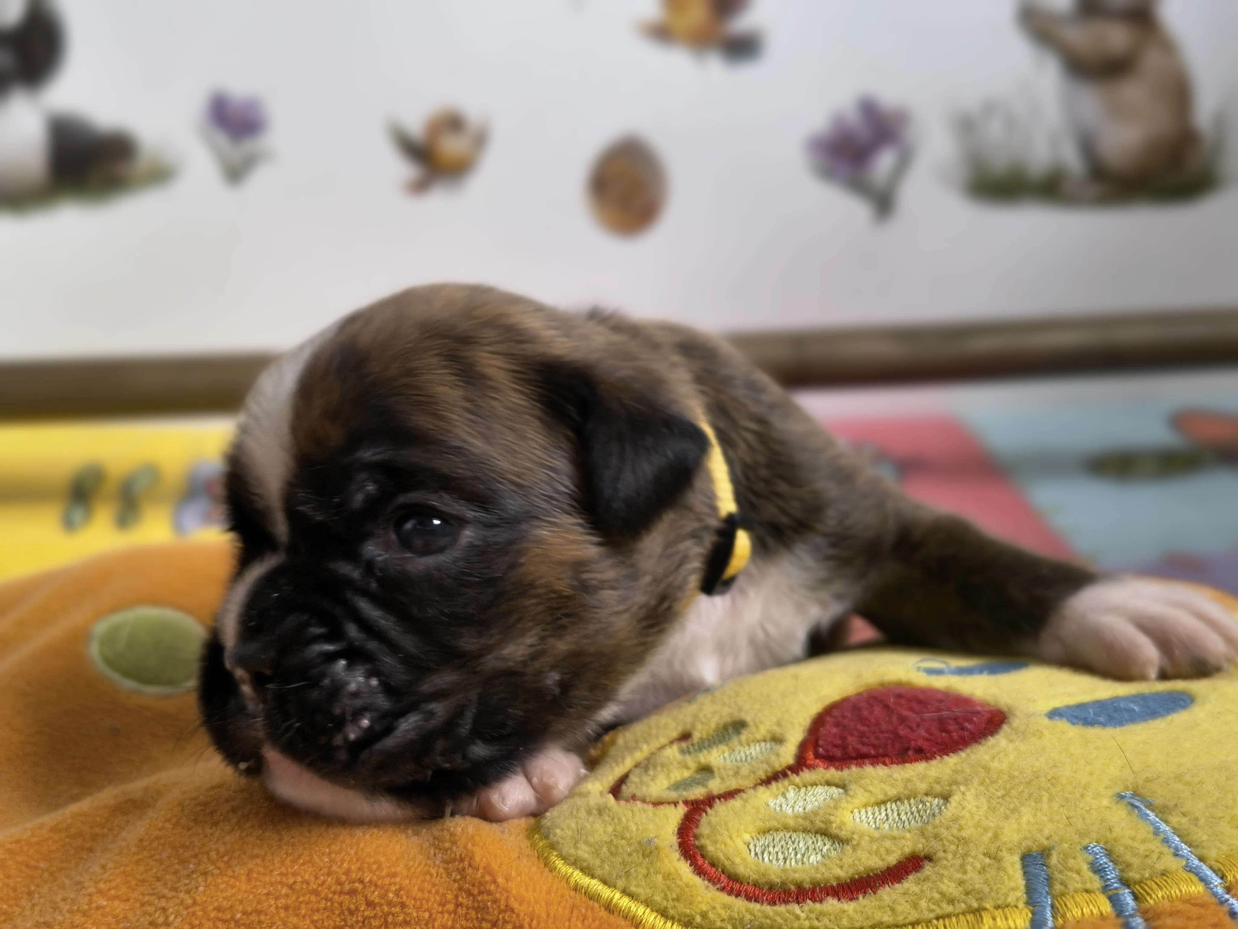 Femelle collier jaune, 16 jours