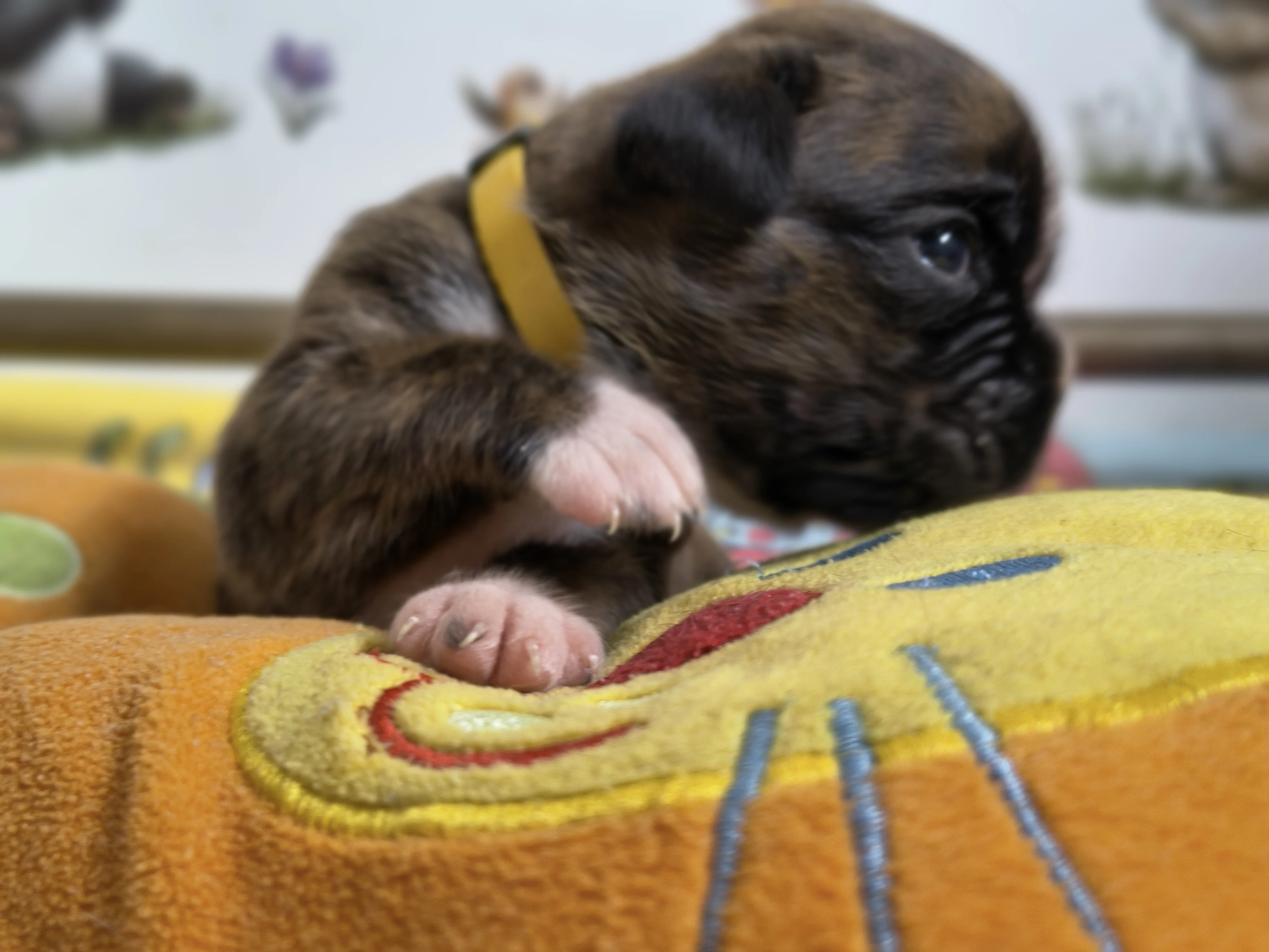 Femelle collier jaune, 16 jours