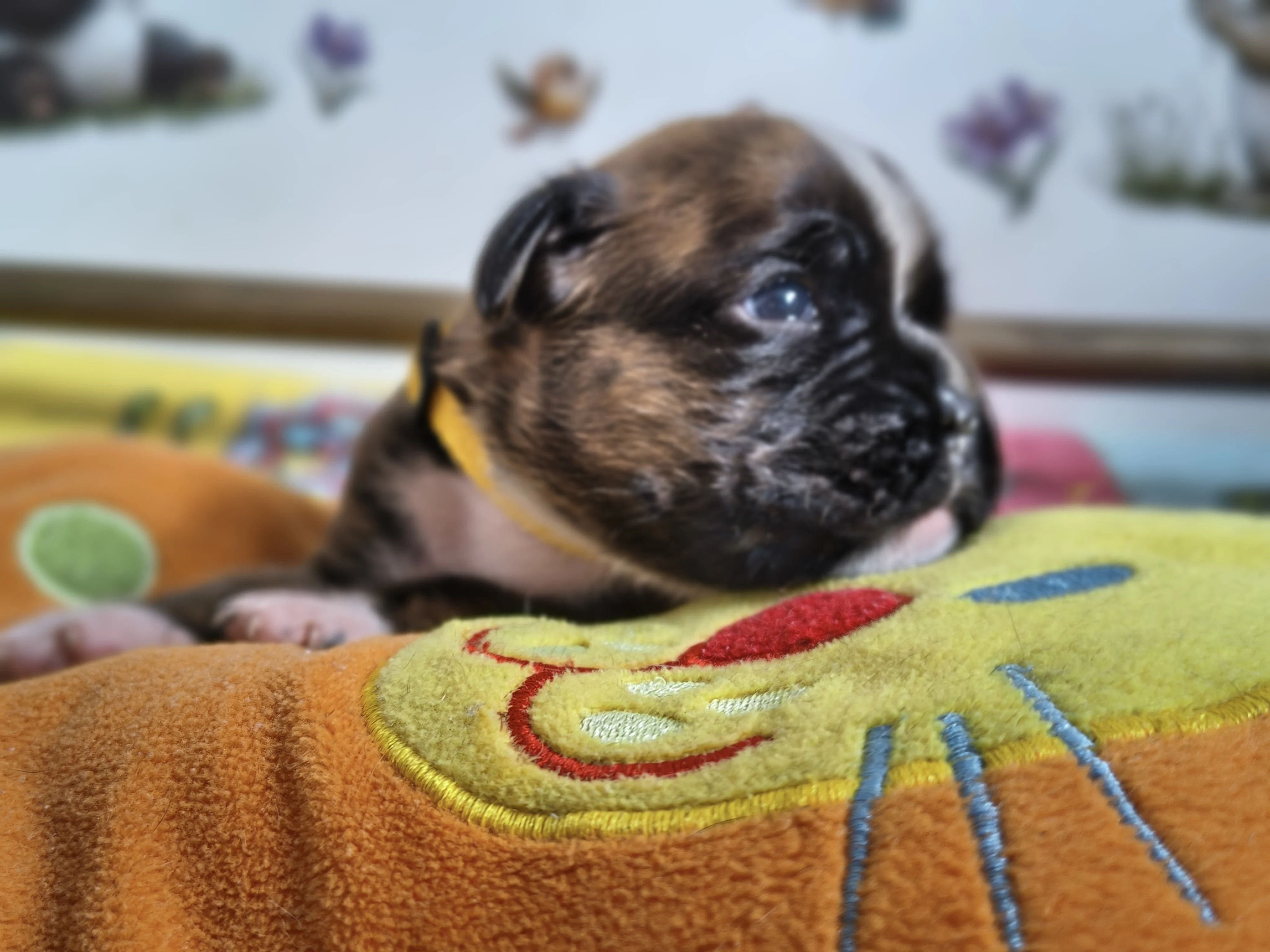 Femelle collier jaune, 16 jours