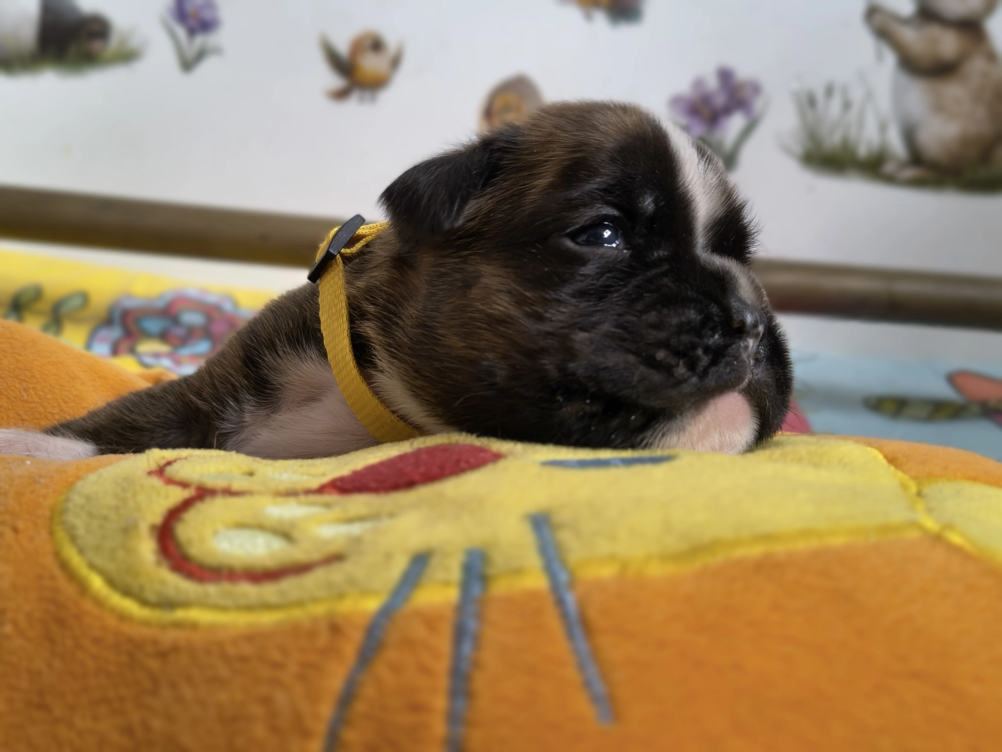 Femelle collier jaune, 16 jours