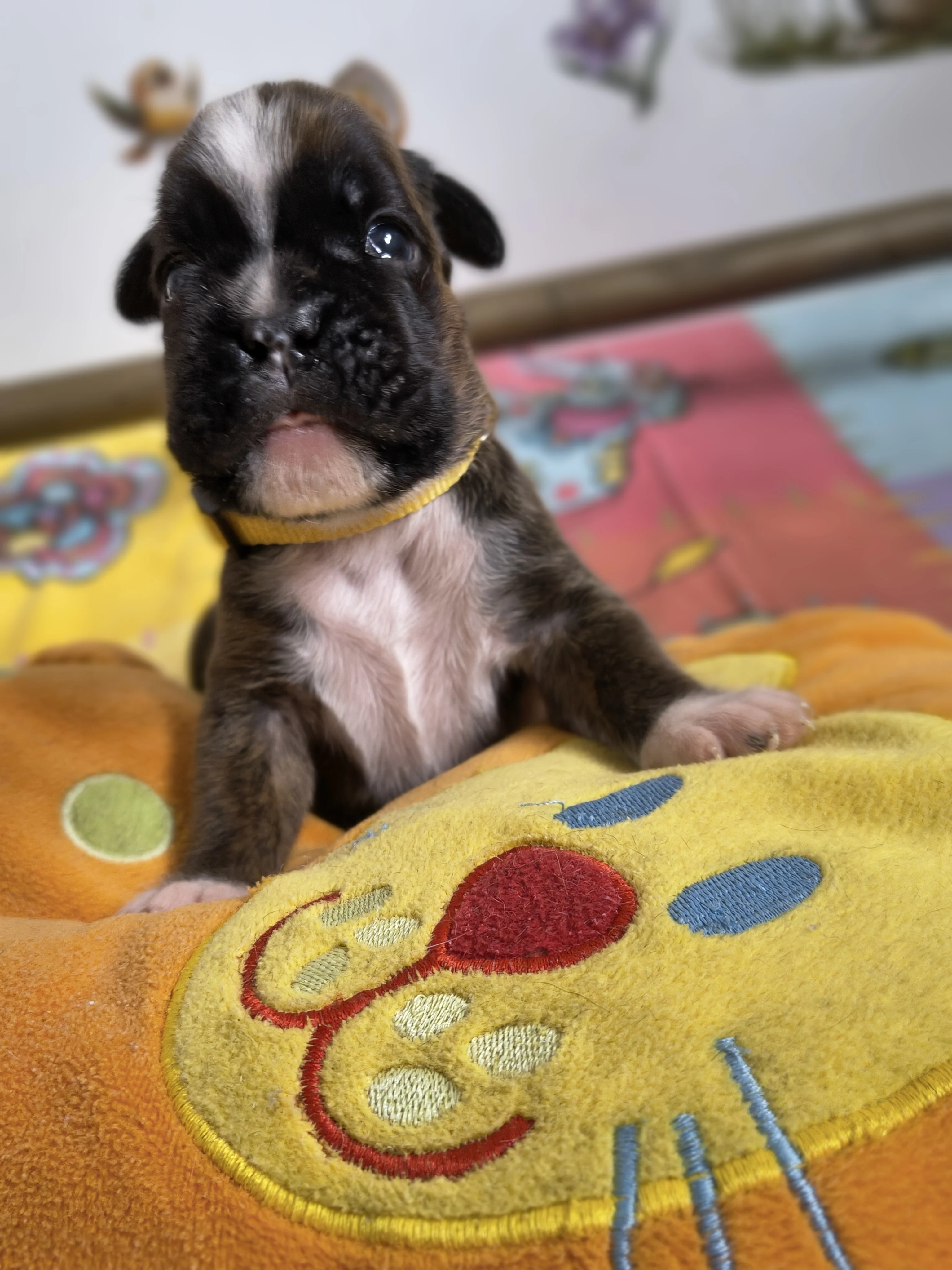 Femelle collier jaune, 16 jours