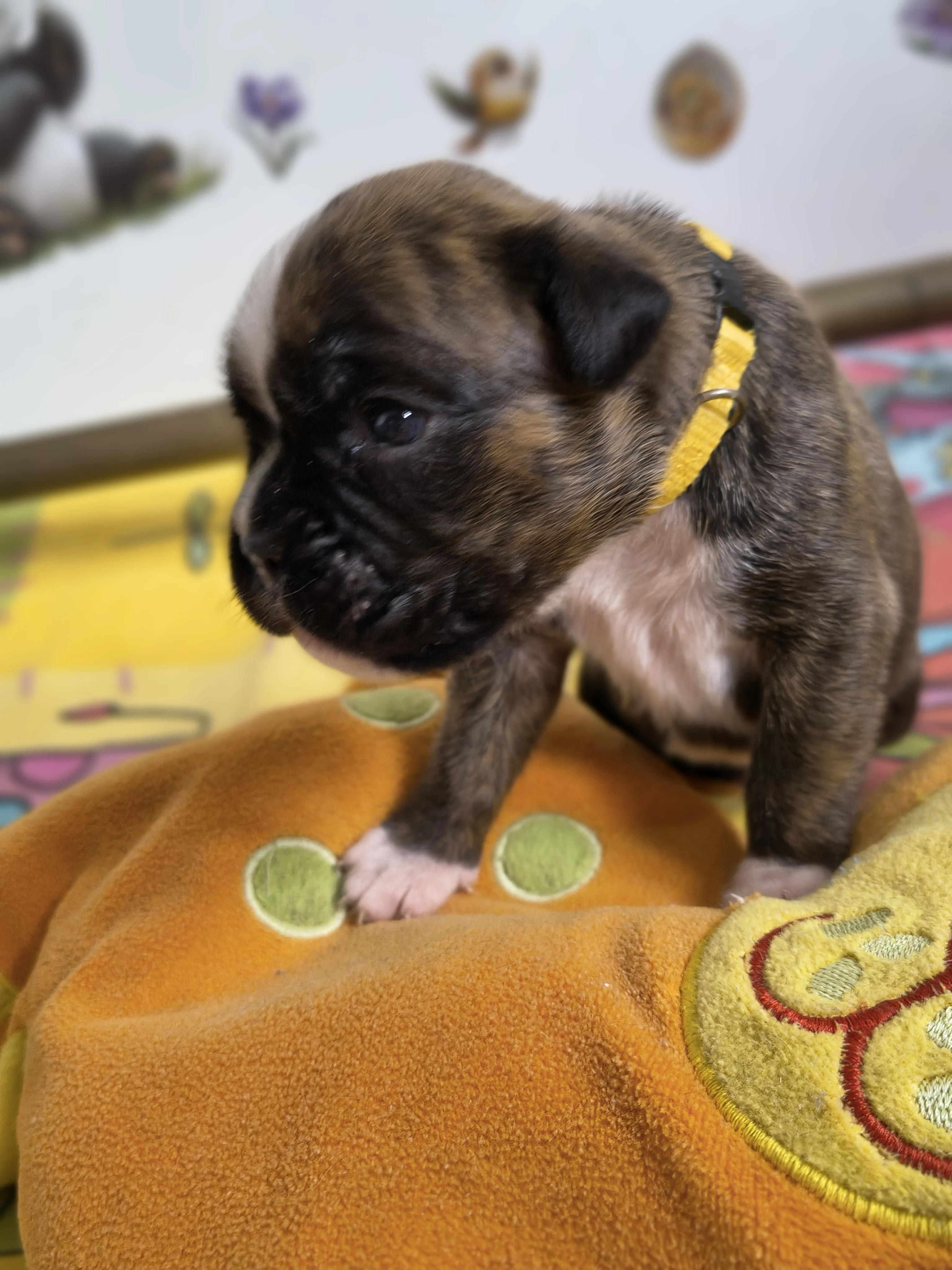Femelle collier jaune, 16 jours