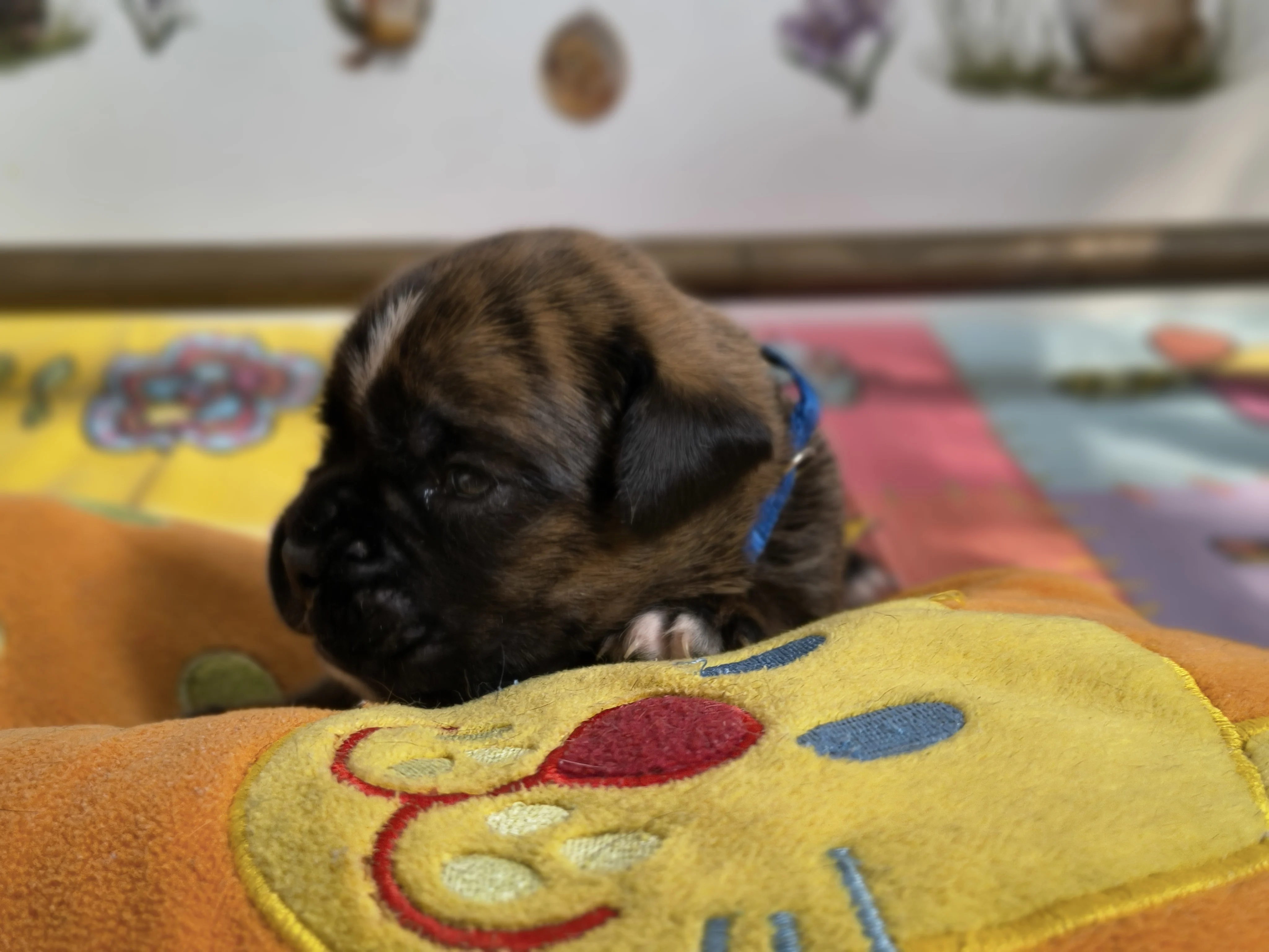 Mâle collier bleu, 16 jours