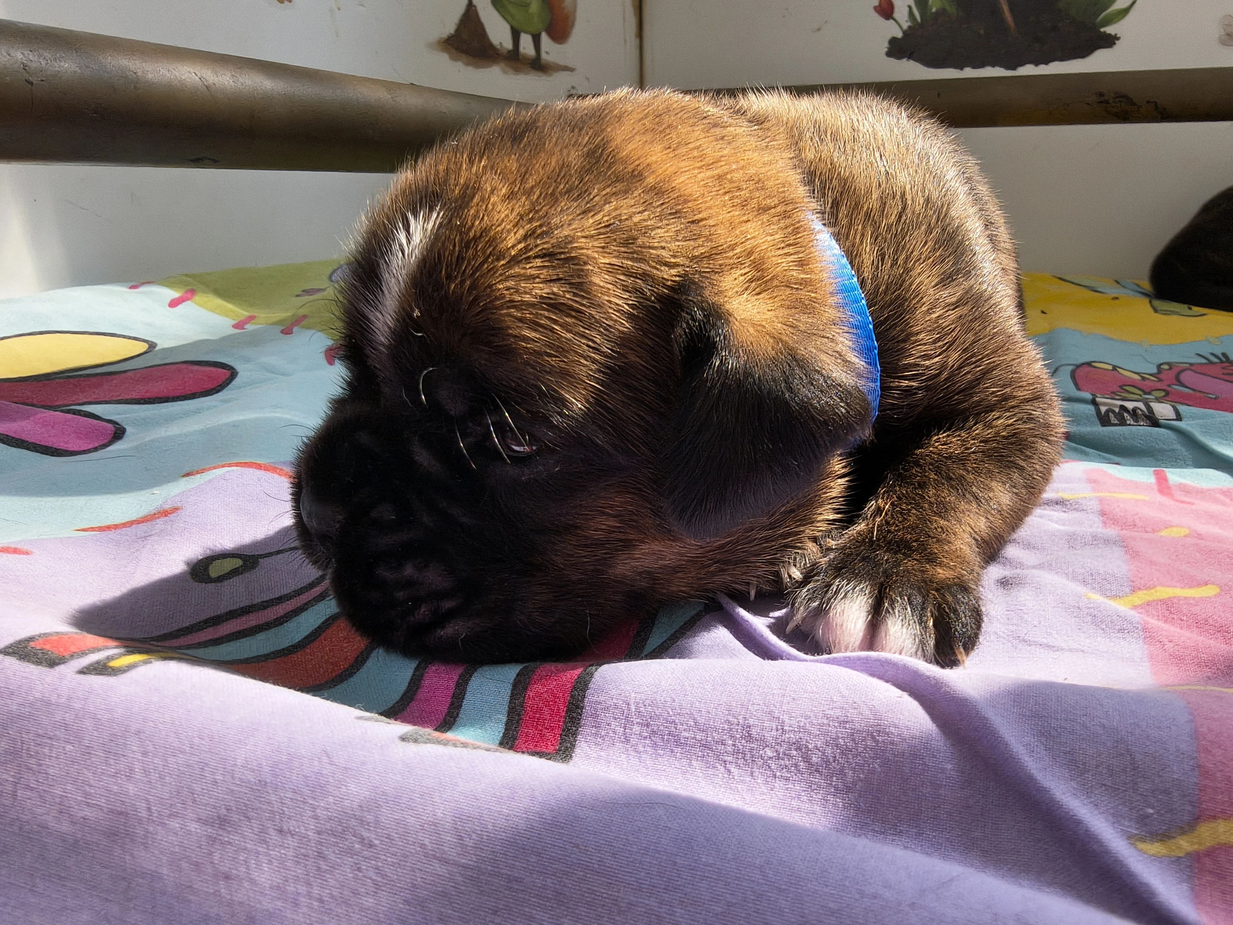 Mâle collier bleu, 16 jours