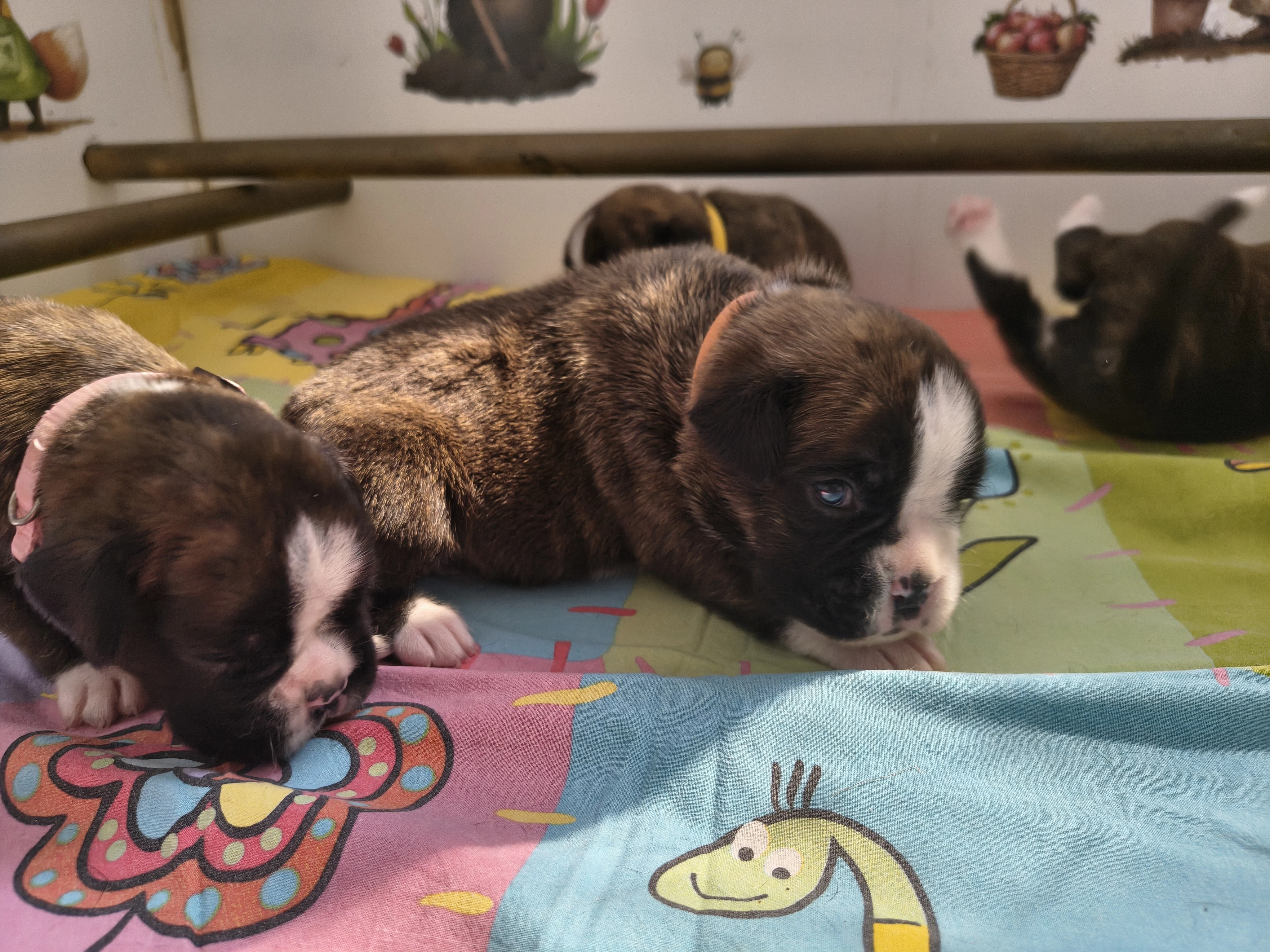 Bébés, 16 jours
