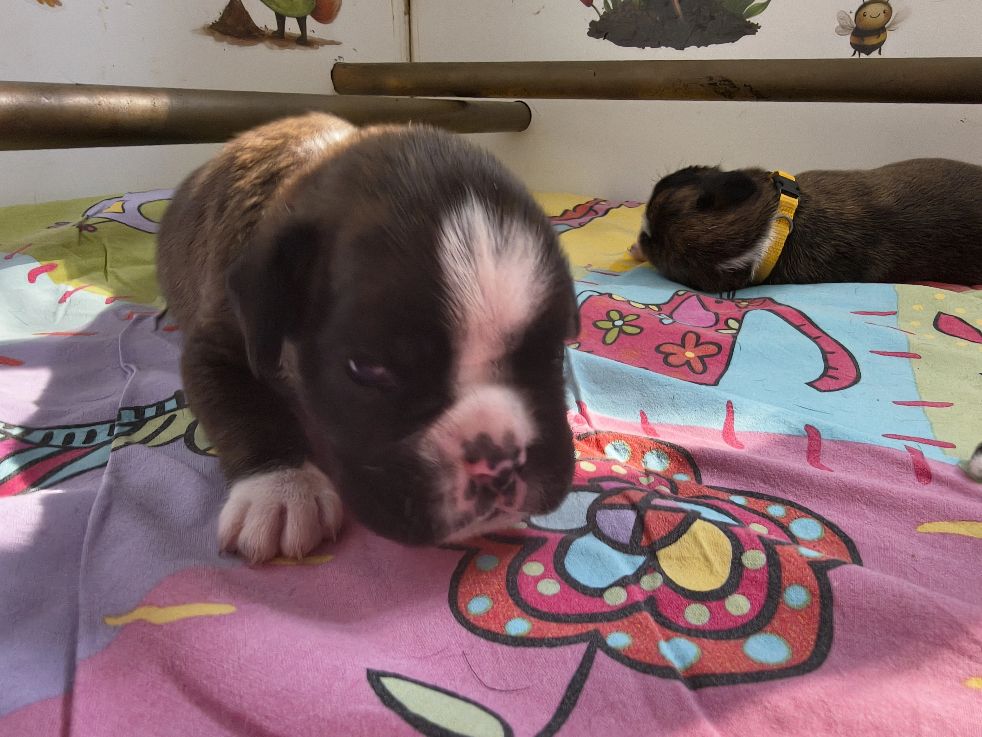 Femelle collier rose, 16 jours