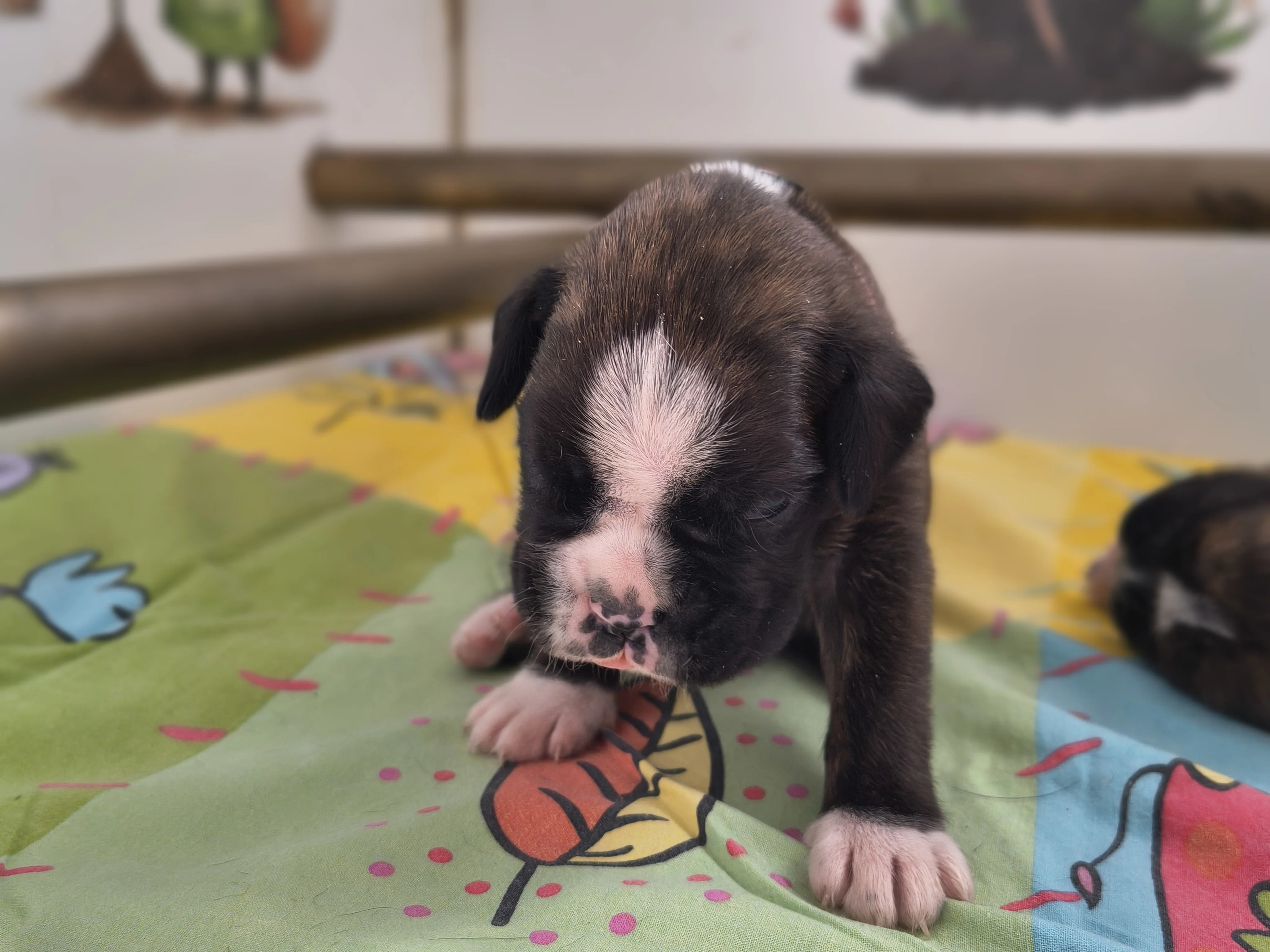 Femelle collier rose, 16 jours