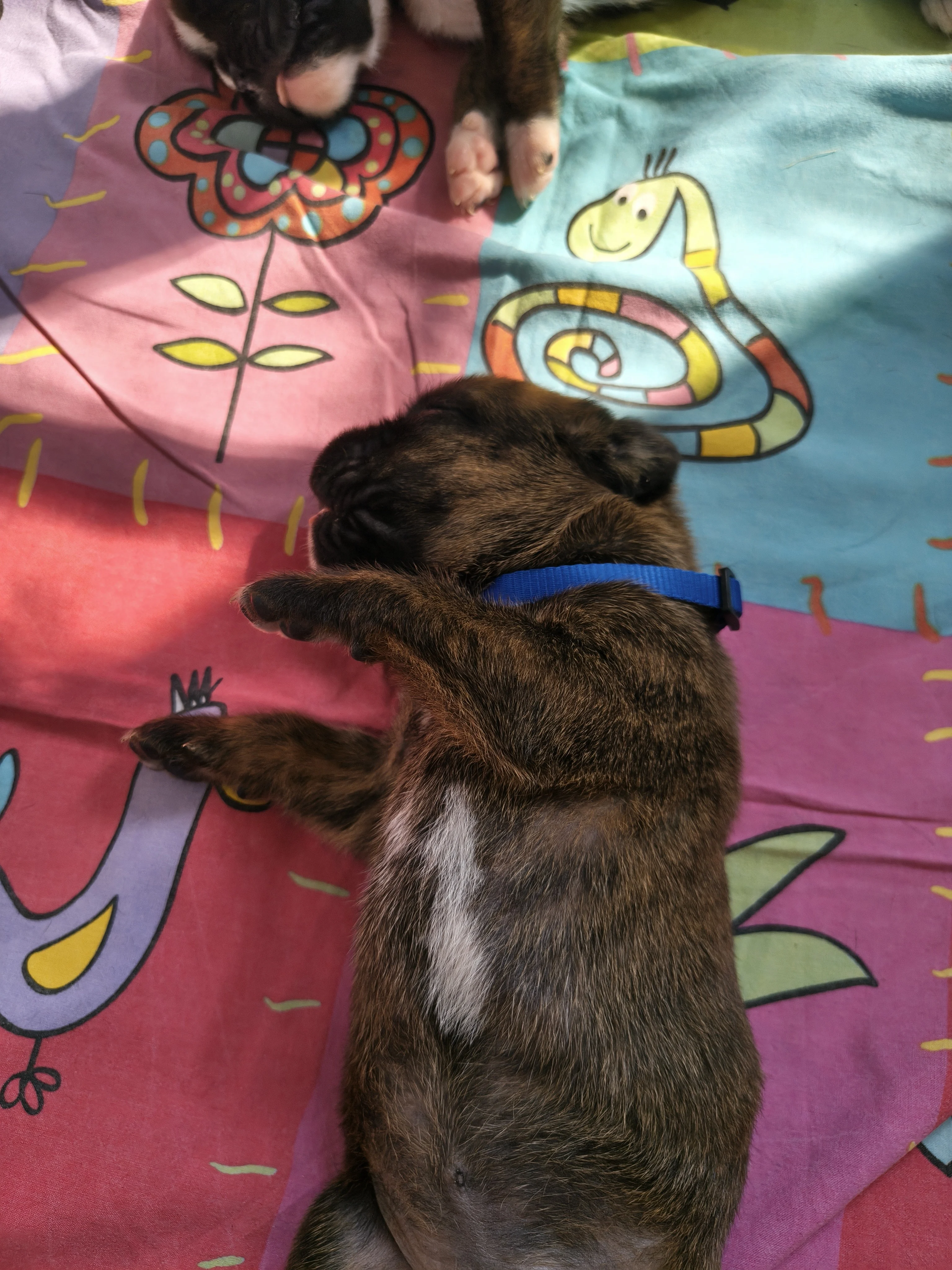 Mâle collier bleur, 16 jours