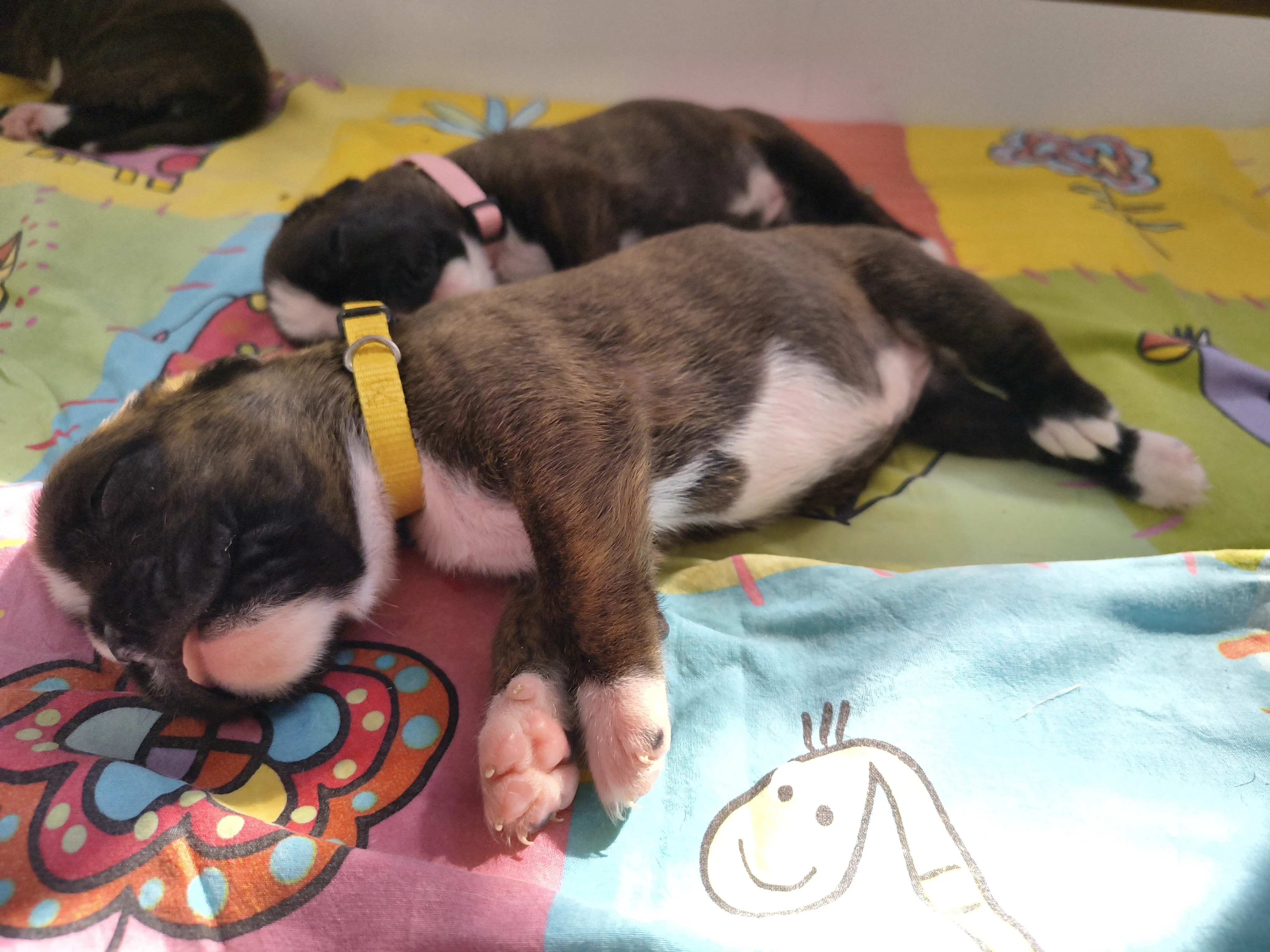 Bébés 16 jours