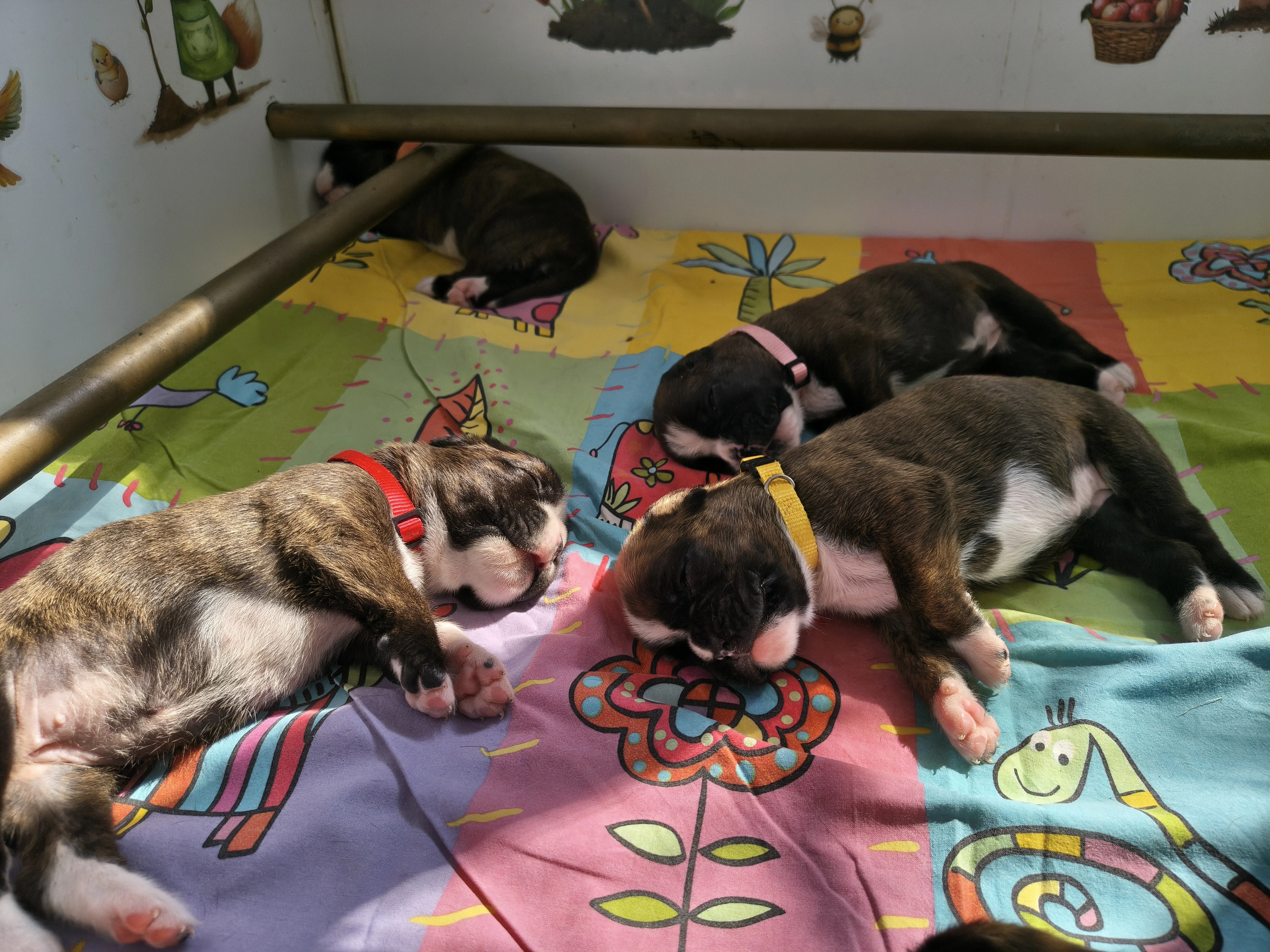 Bébés 16 jours