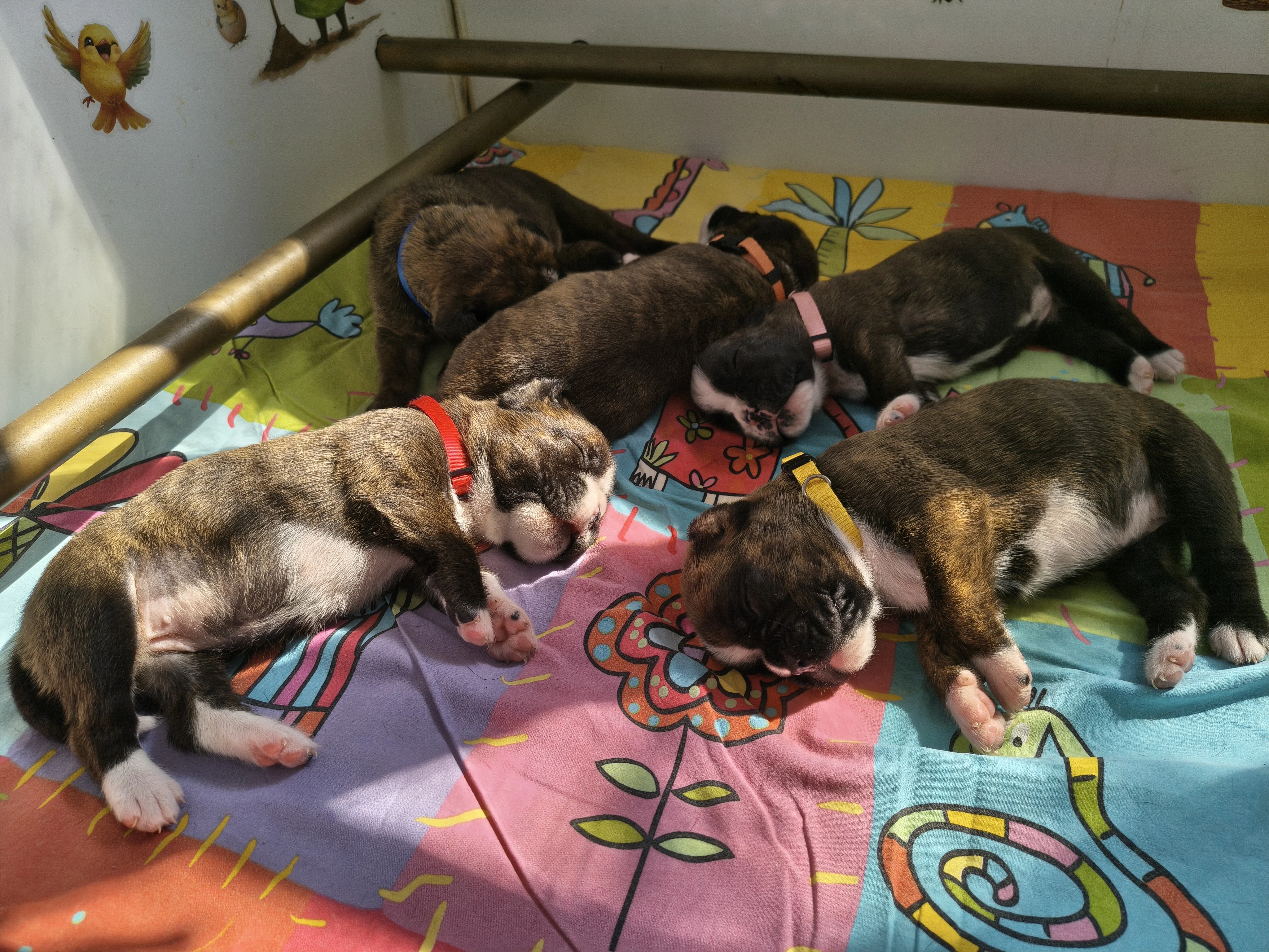 Bébés 16 jours