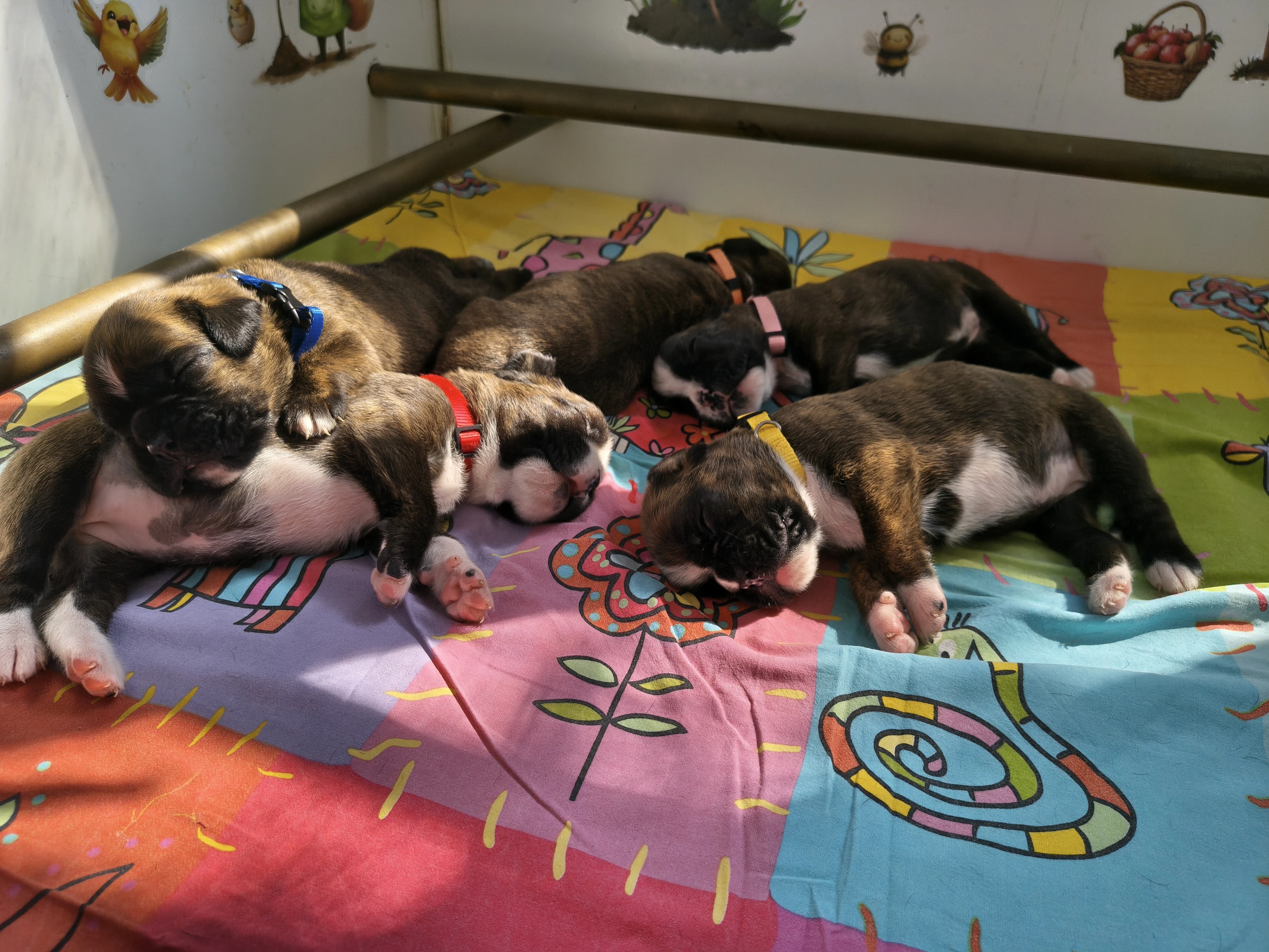 Bébés 16 jours