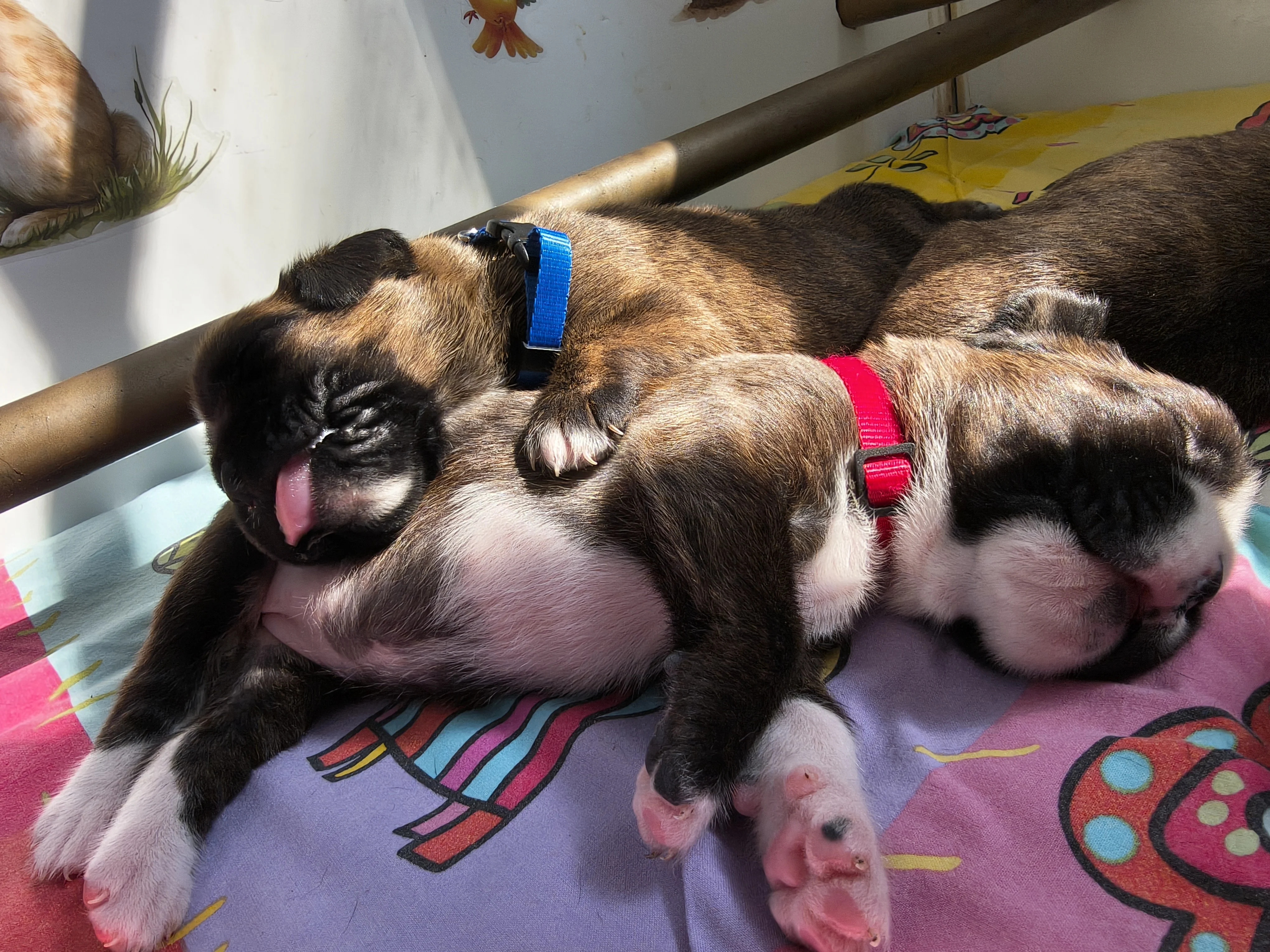 Bébés 16 jours