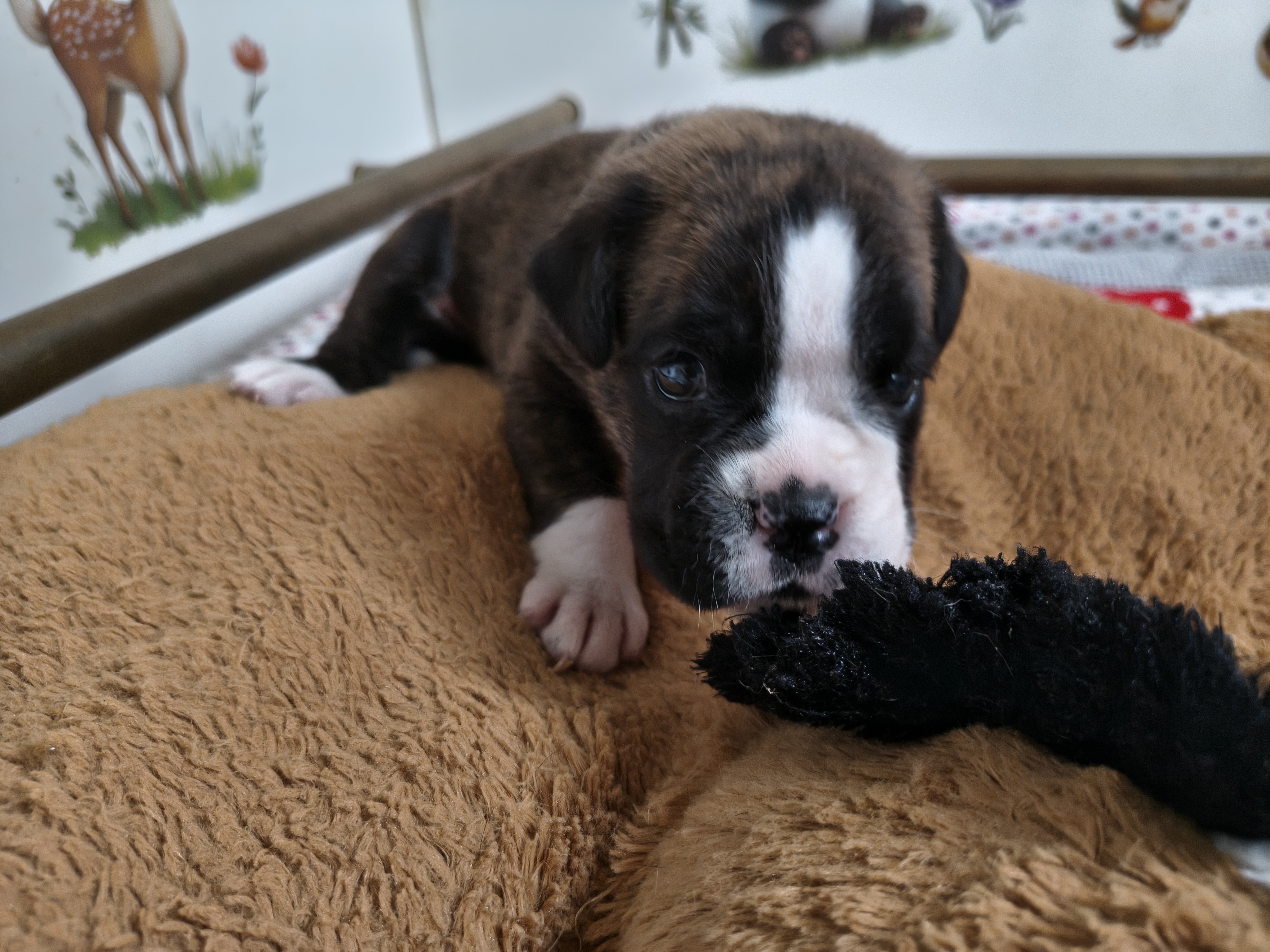 BIMBA, 22 JOURS  