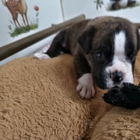 BIMBA, 22 JOURS  