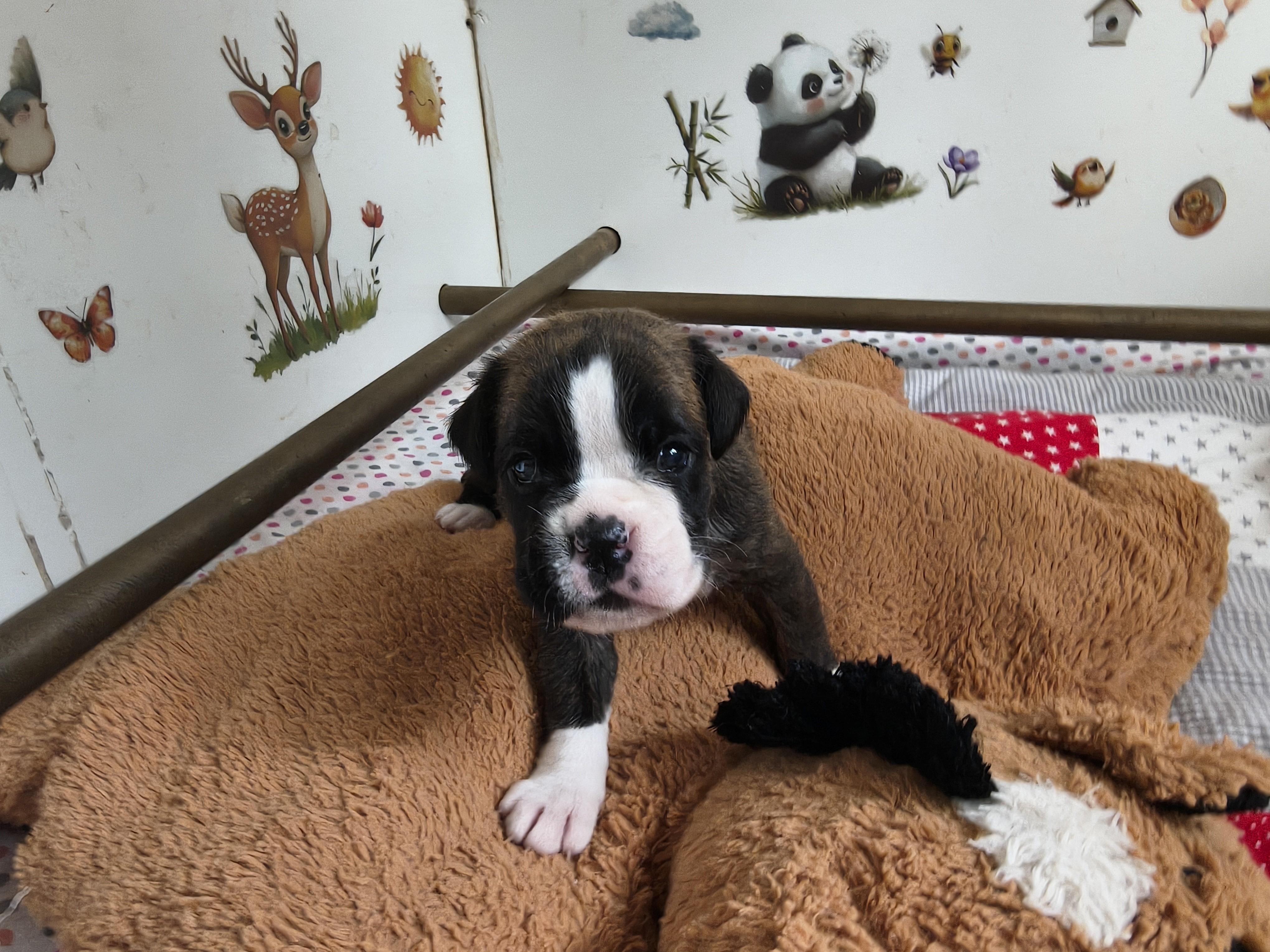 BIMBA, 22 JOURS  