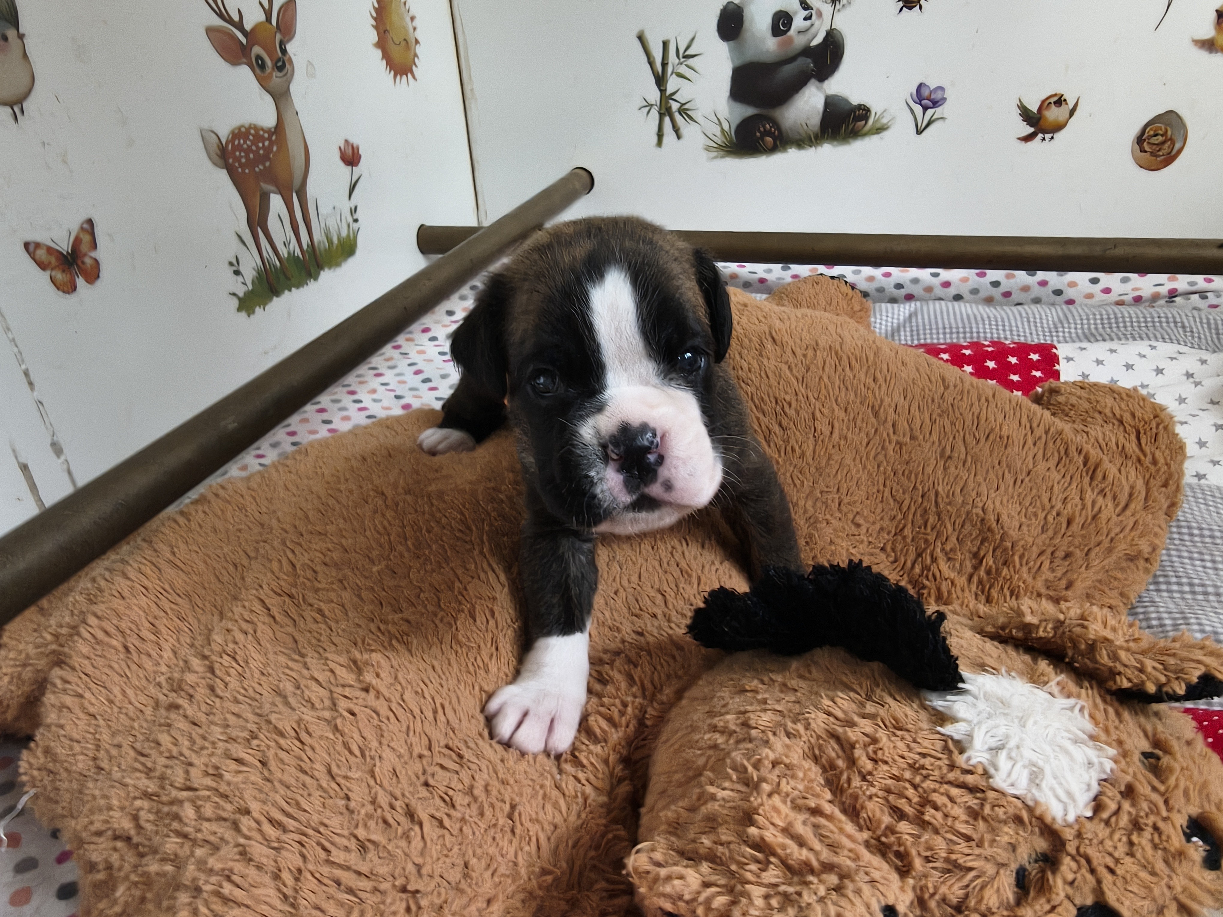 BIMBA, 22 JOURS  